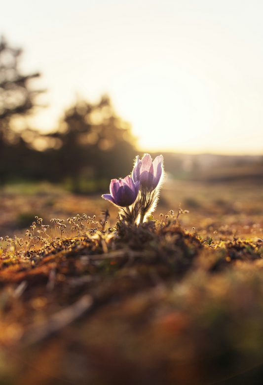 From Bud to Bloom: Understanding the Lifecycle of Flowers