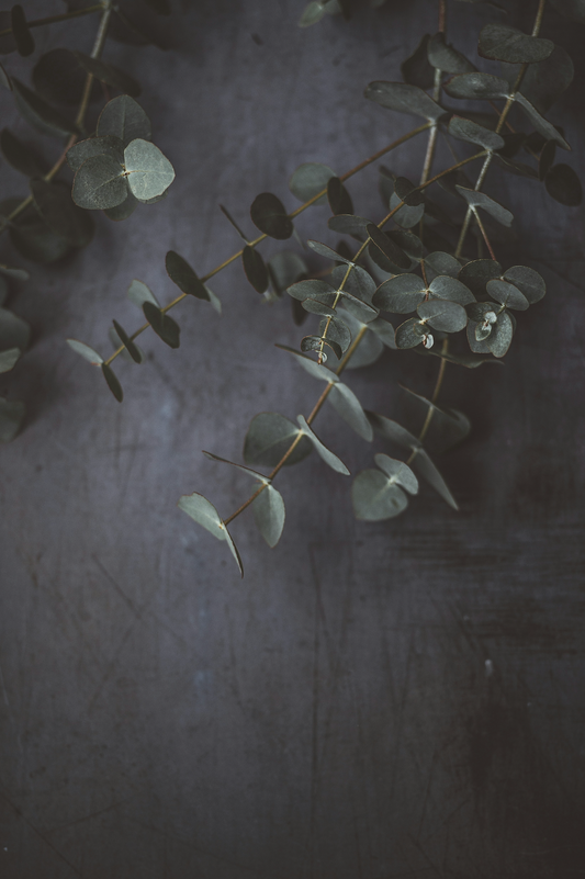 Exploring the Versatility of Eucalyptus: From Nature's Pharmacy to Home Décor