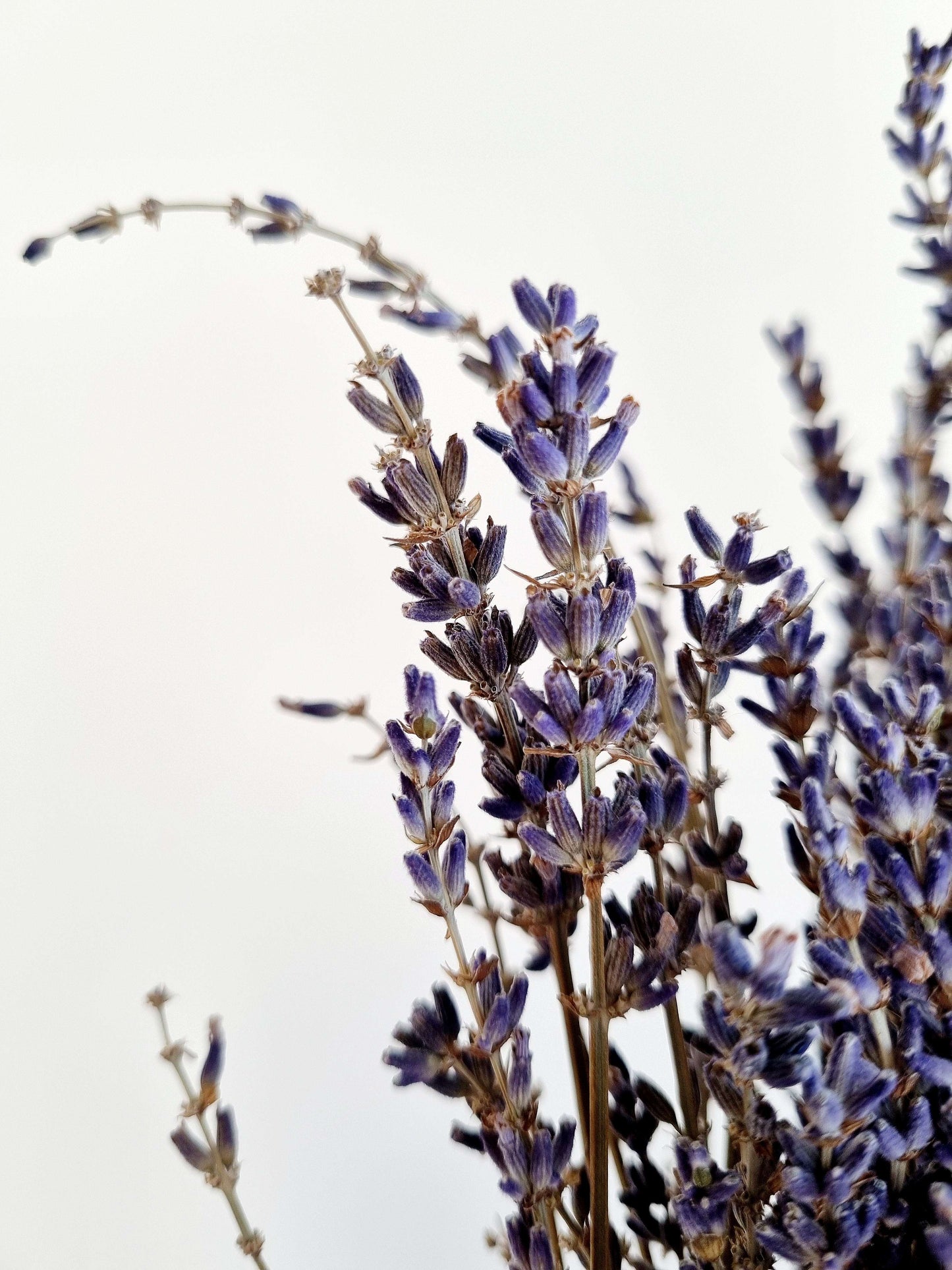 Natural Dried Lavendar
