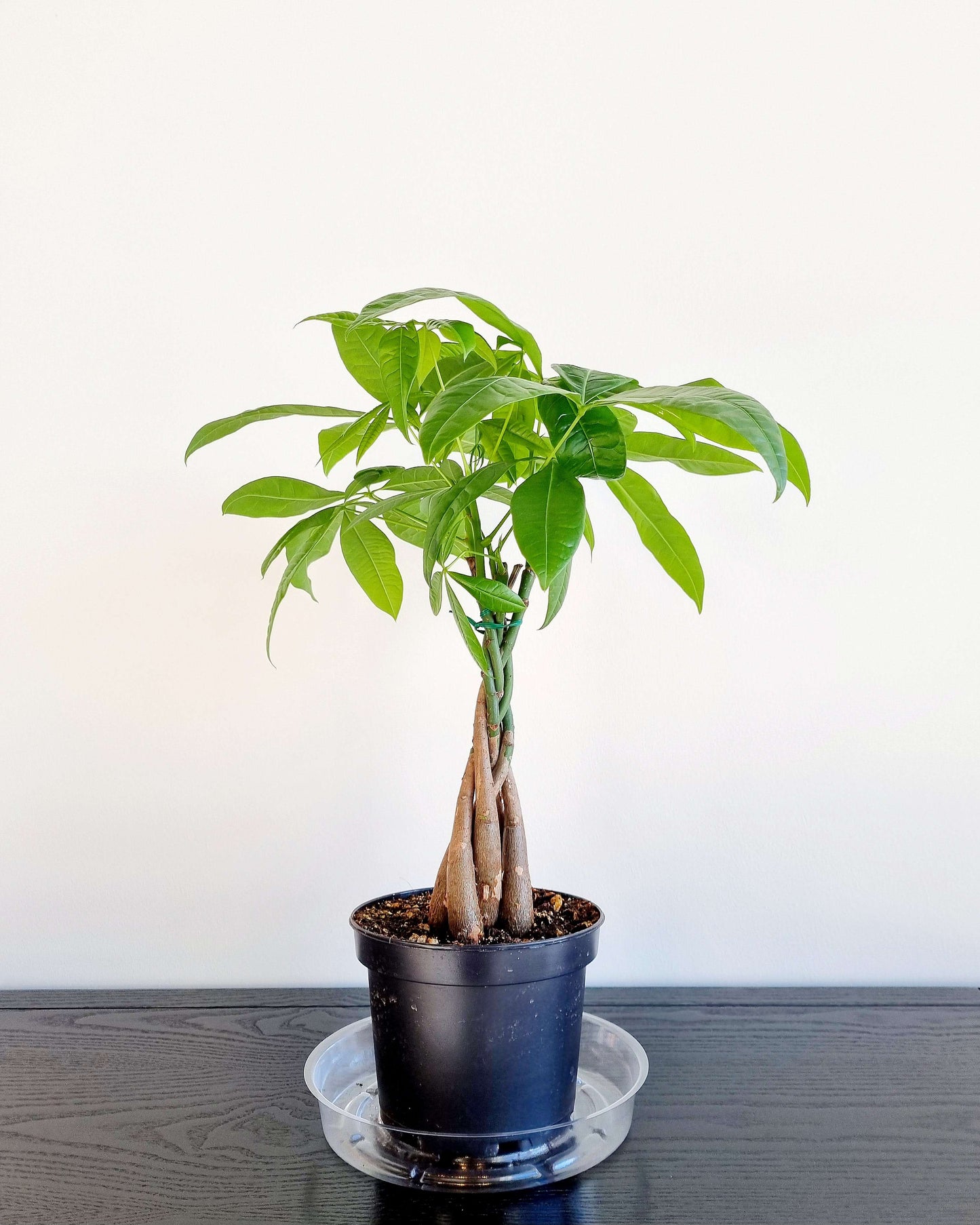 Braided Money Tree