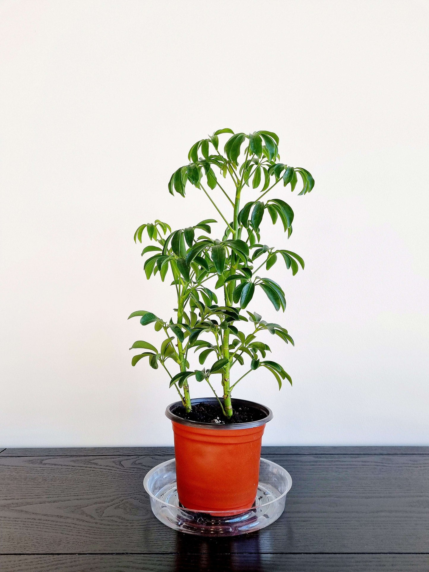 Schefflera Umbrella Tree