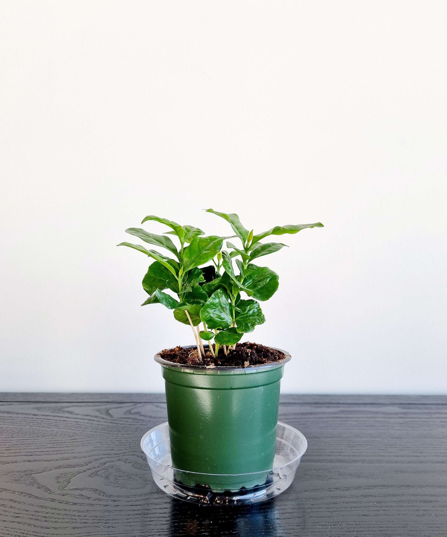 Coffee Plant