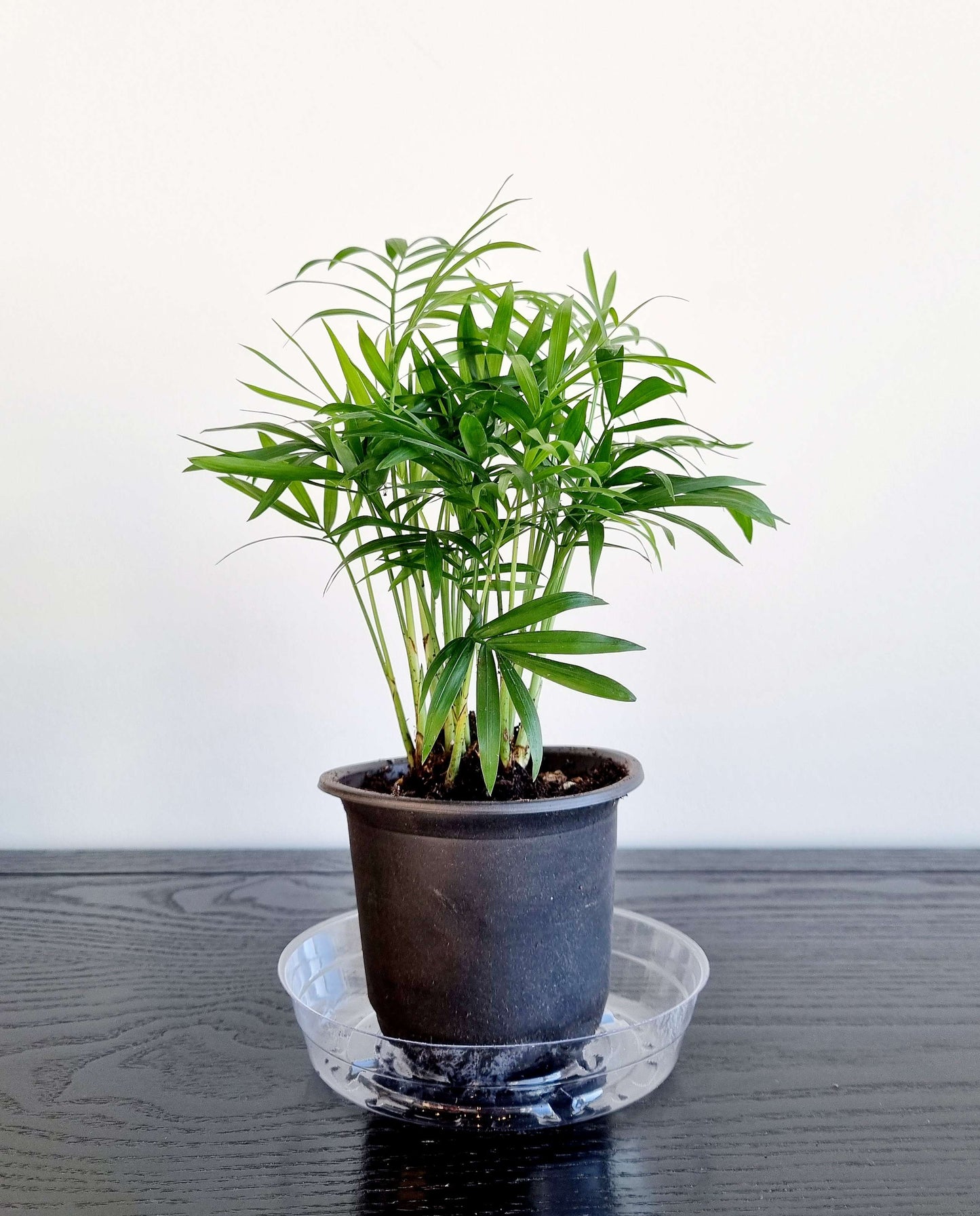 Parlour Palm (Bella)
