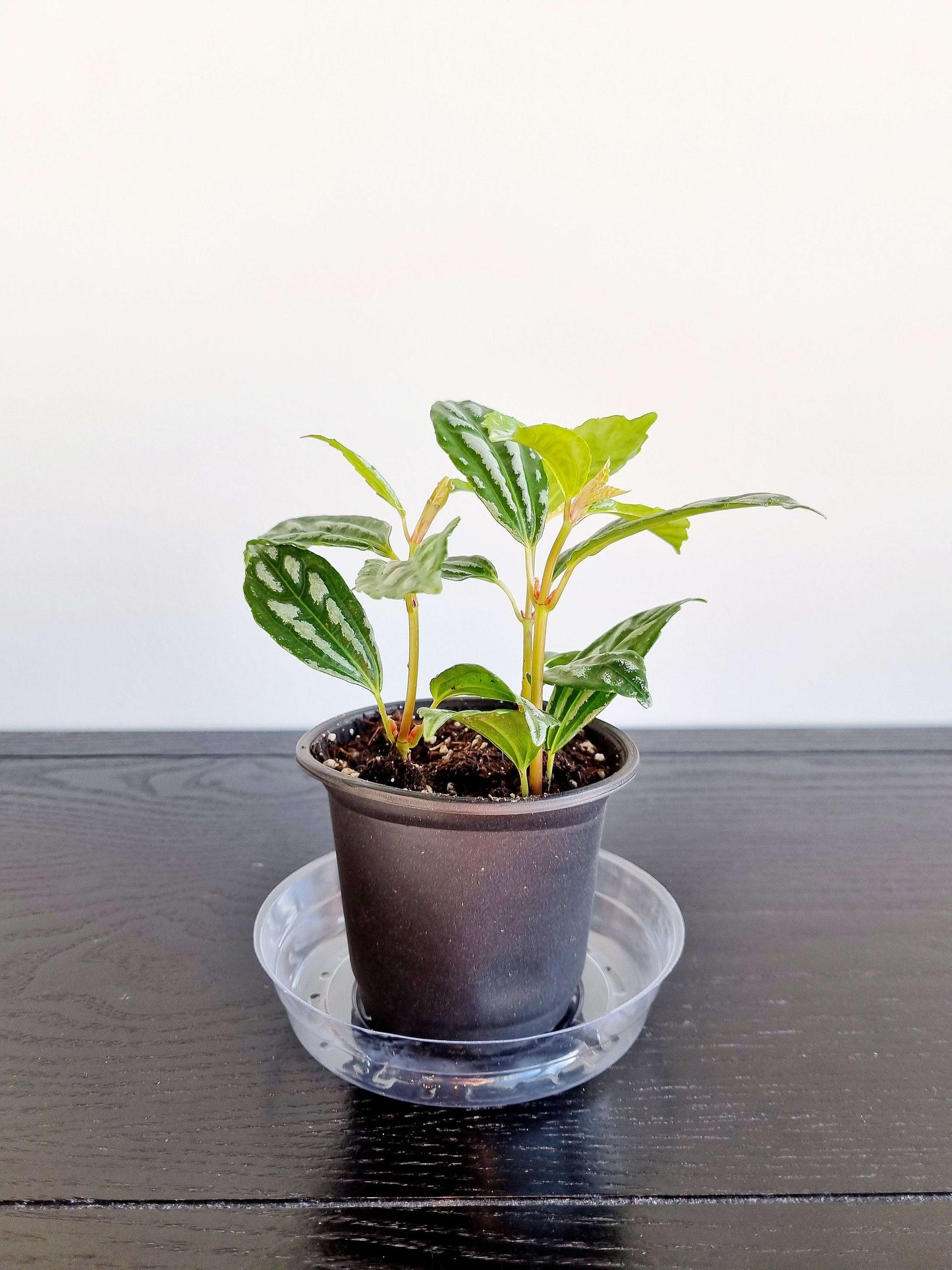 Pilea Aluminum