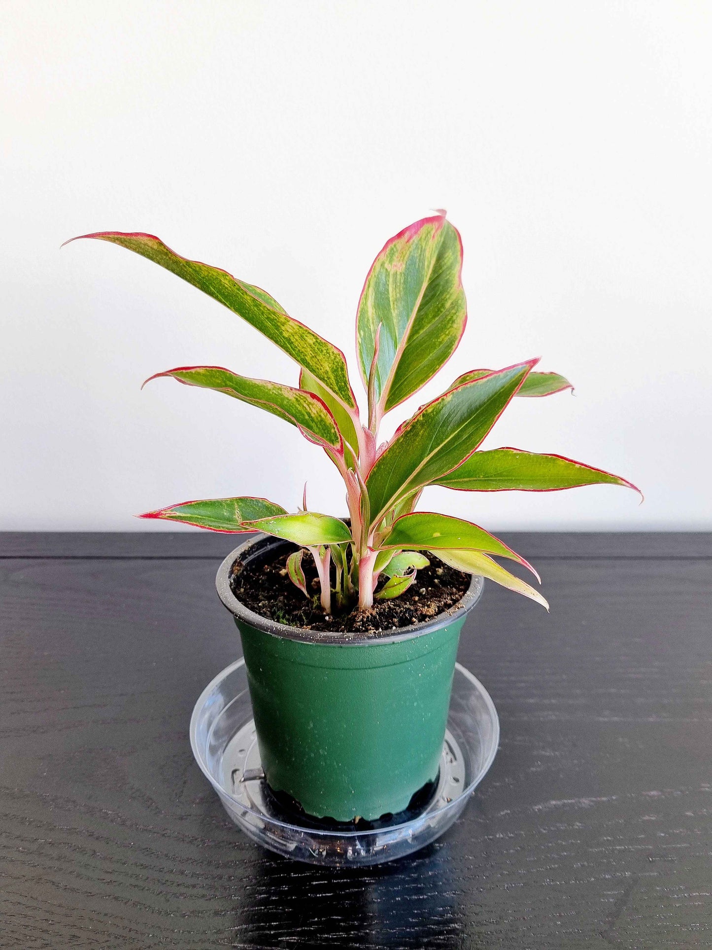 Chinese Evergreen - Red Siam
