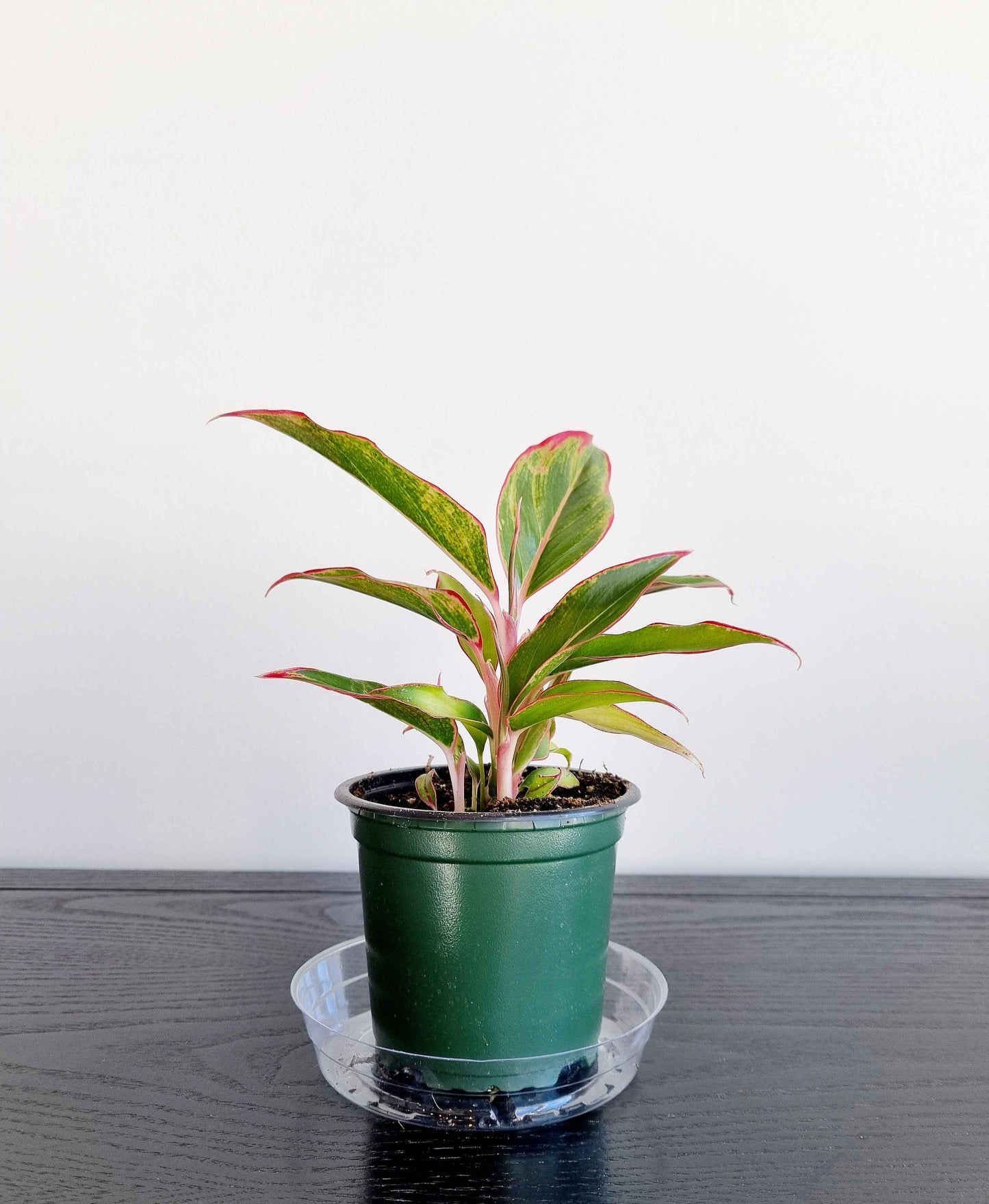 Chinese Evergreen - Red Siam