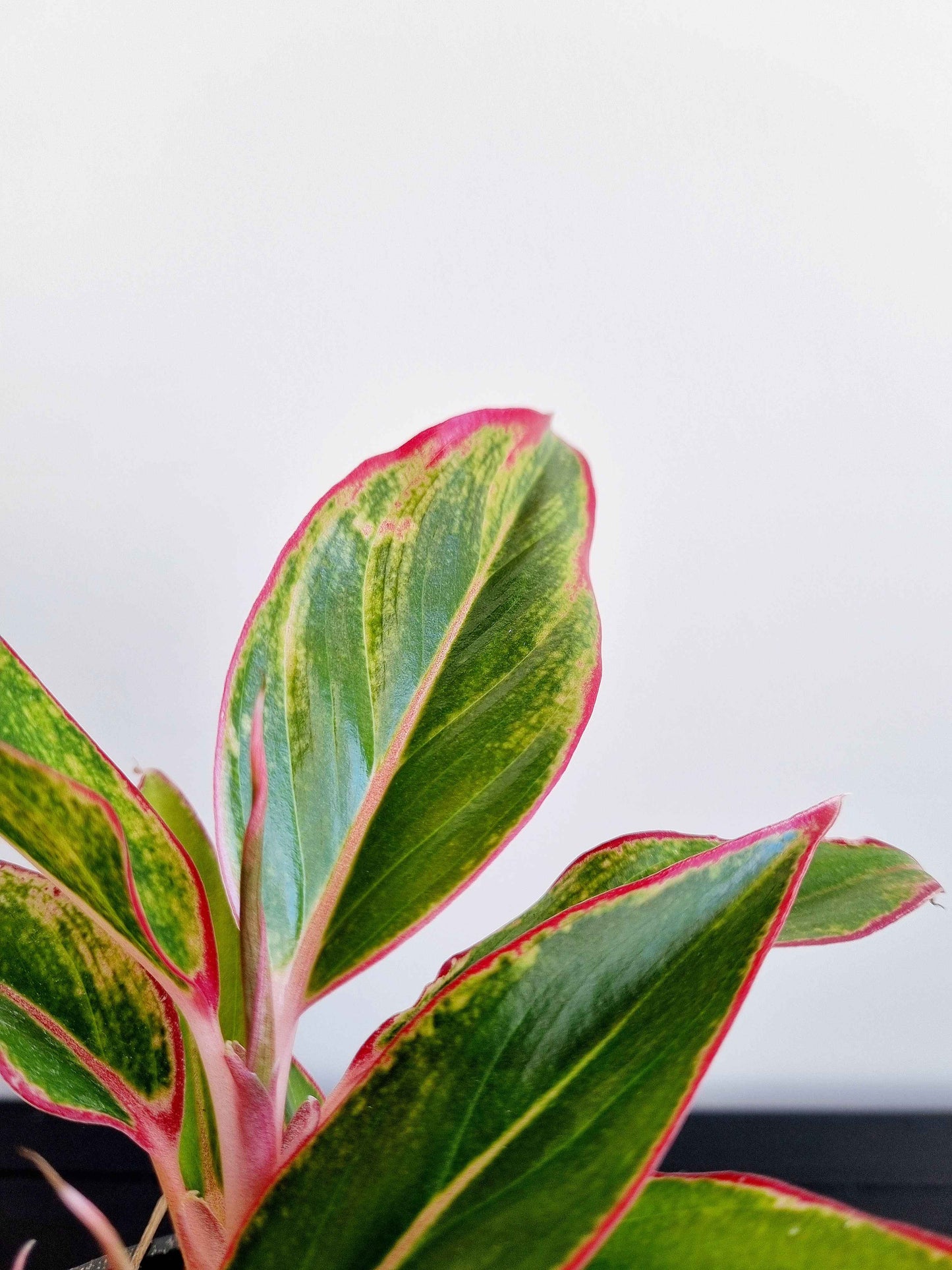 Chinese Evergreen - Red Siam