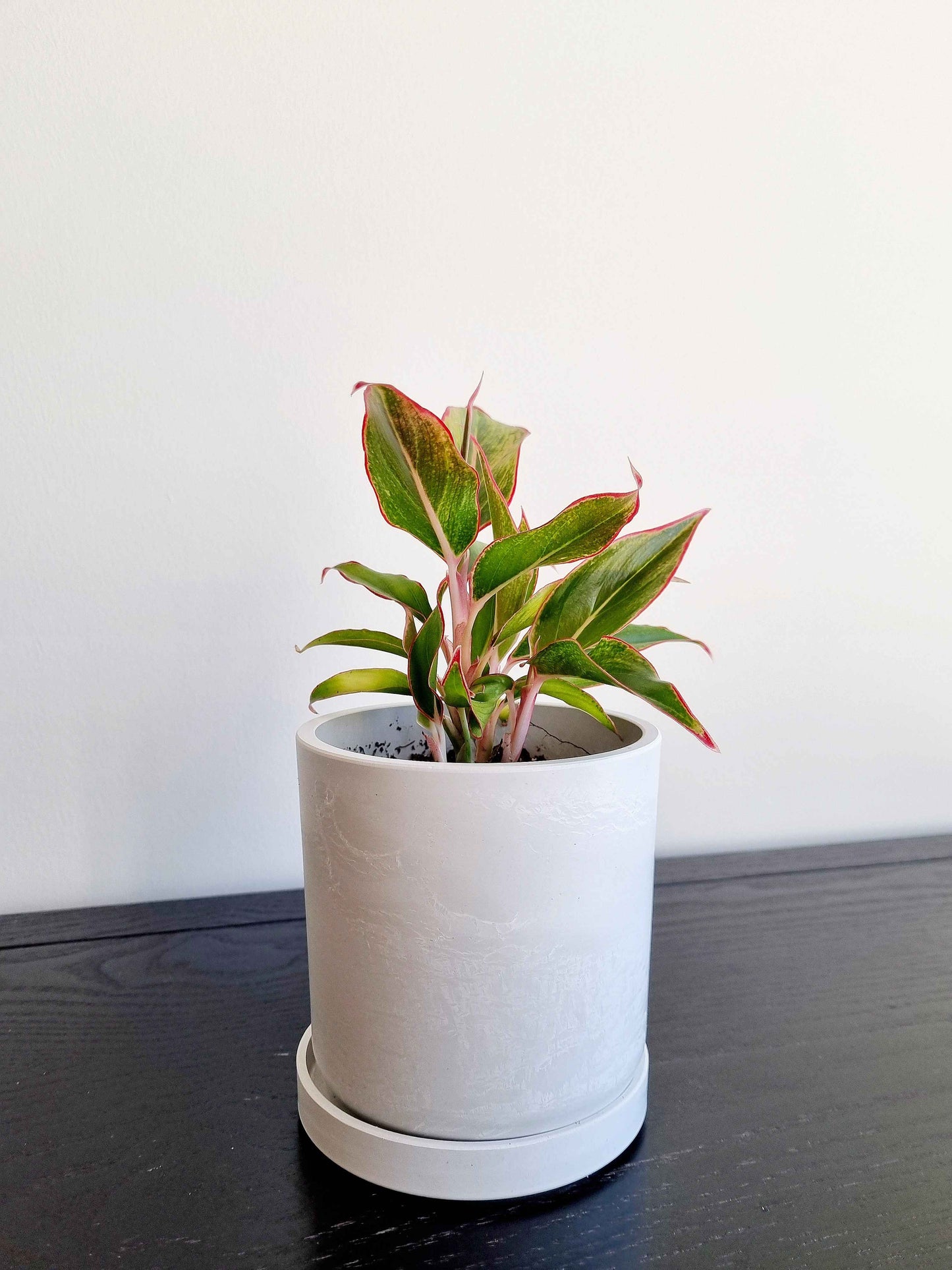 Chinese Evergreen - Red Siam