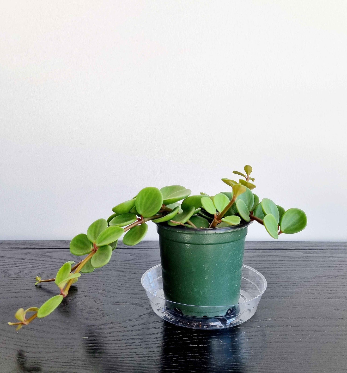 Hope Peperomia