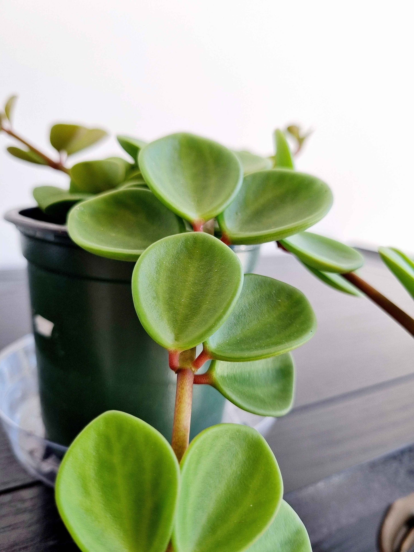 Hope Peperomia