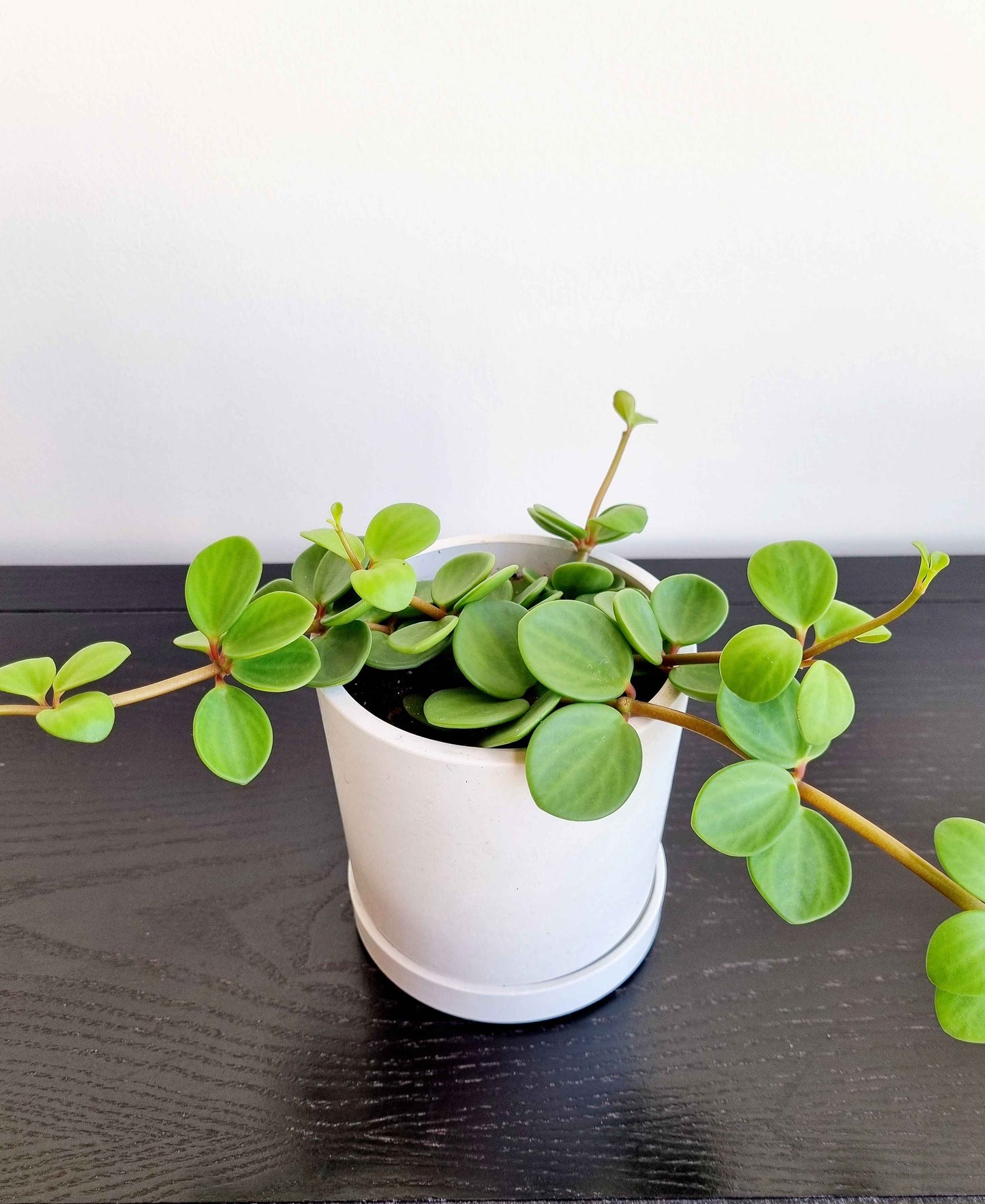 Hope Peperomia