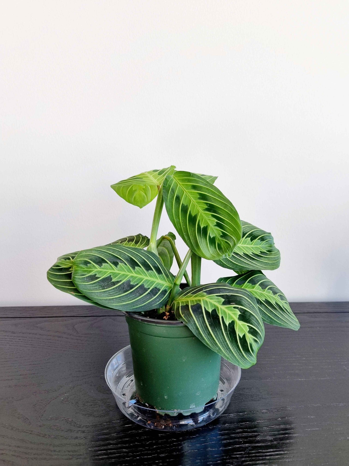 Maranta Prayer