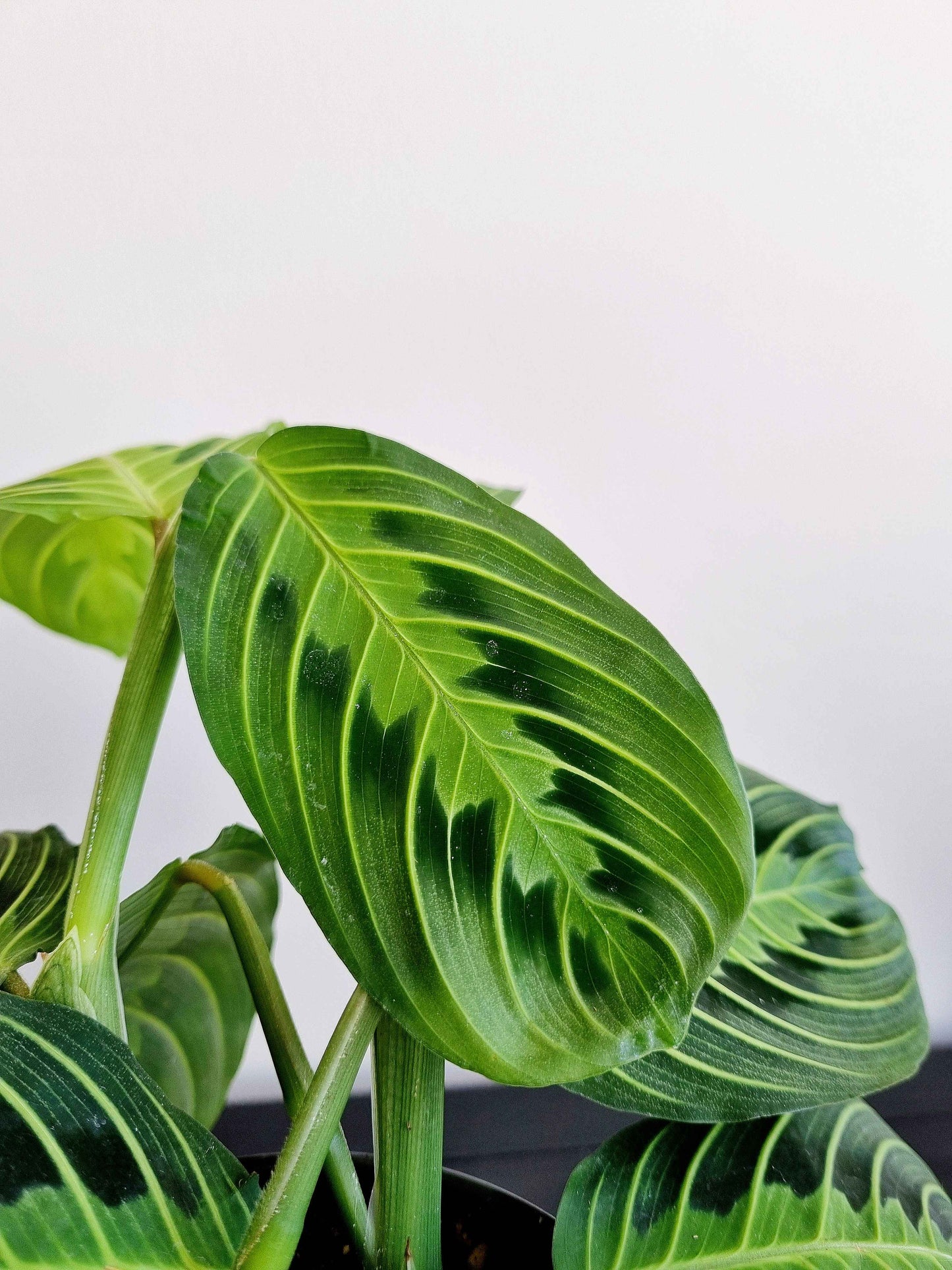 Maranta Prayer