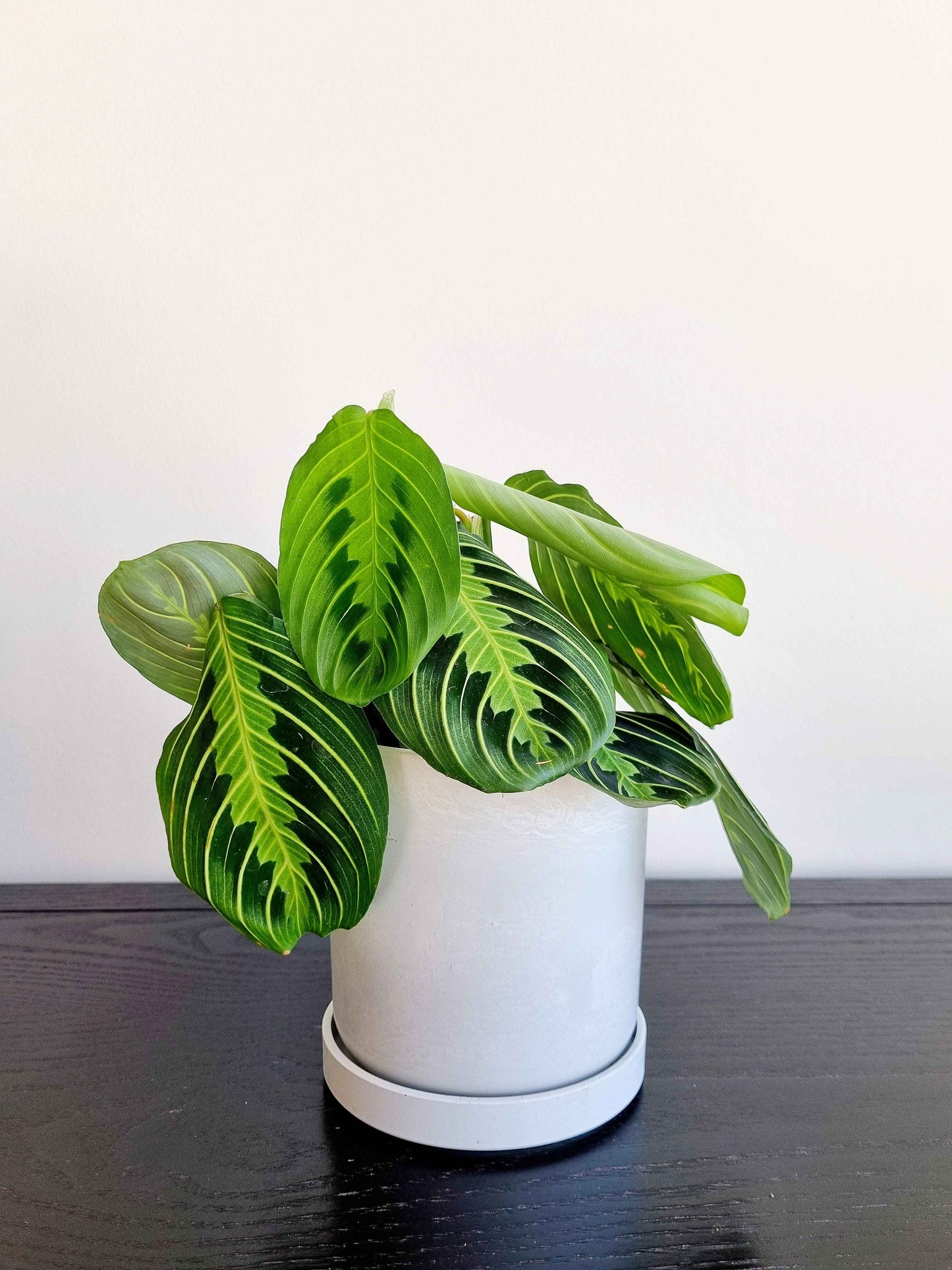 Maranta Prayer
