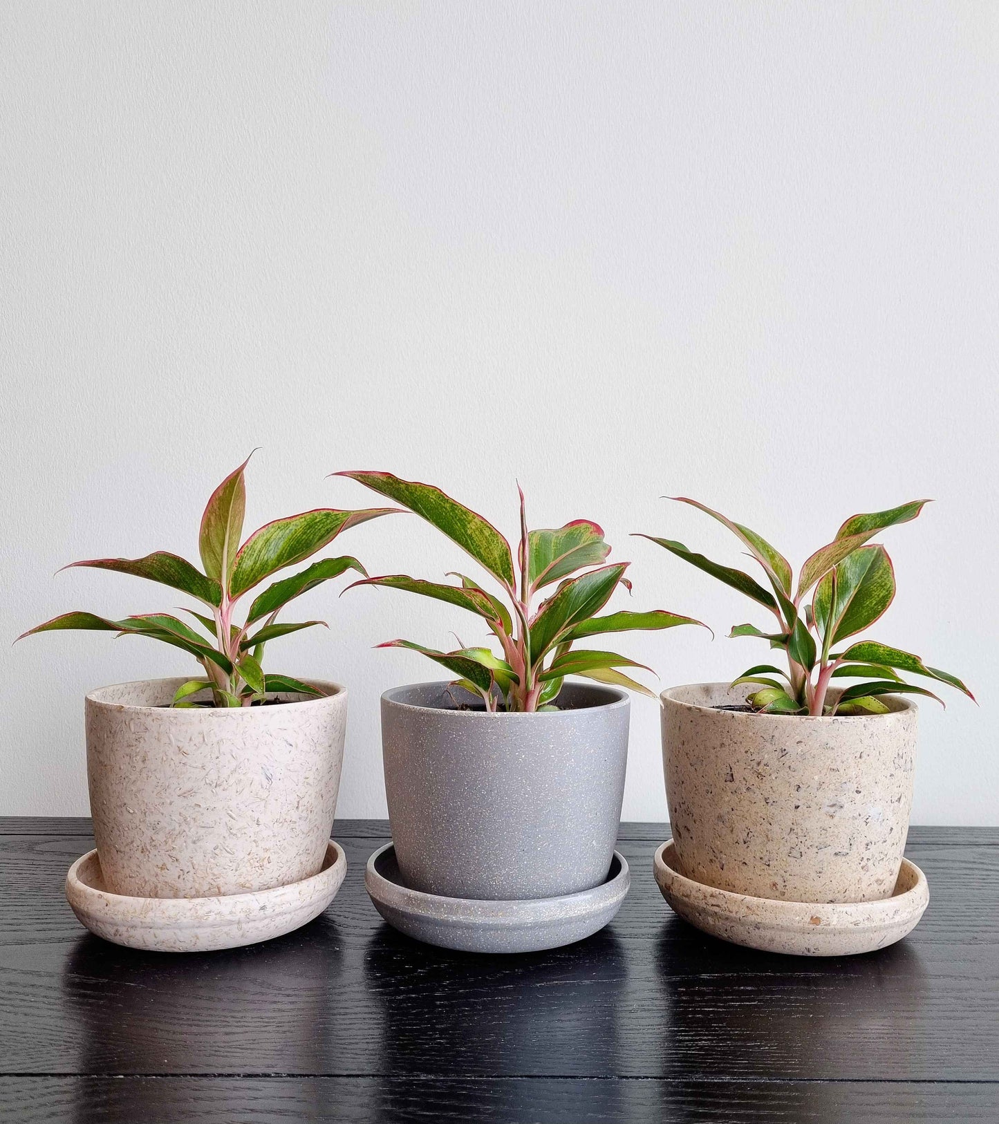 Chinese Evergreen - Red Siam