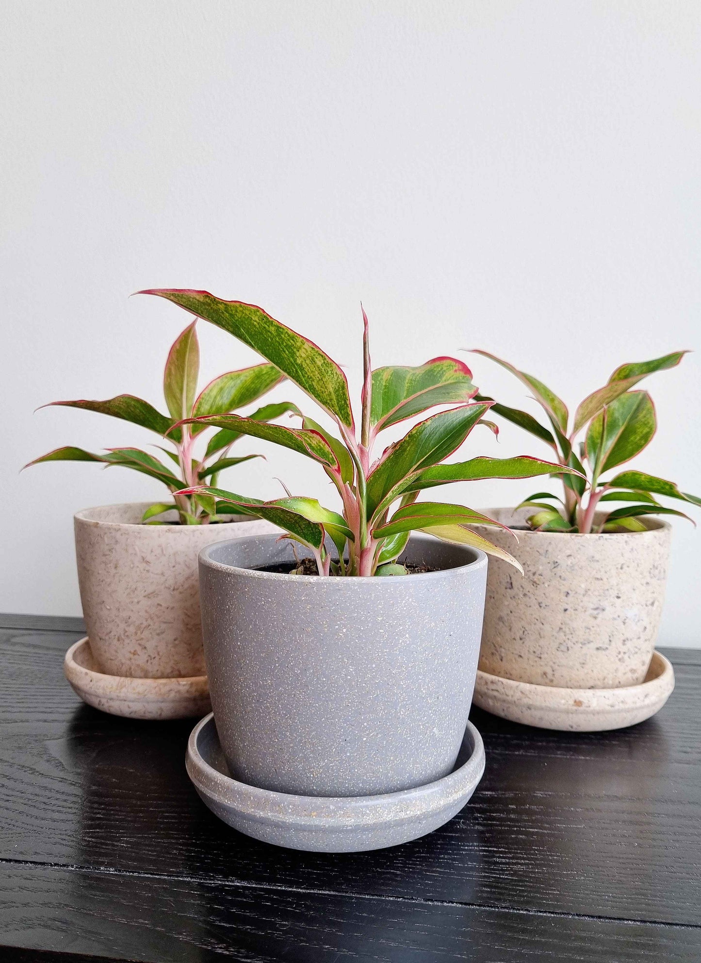 Chinese Evergreen - Red Siam