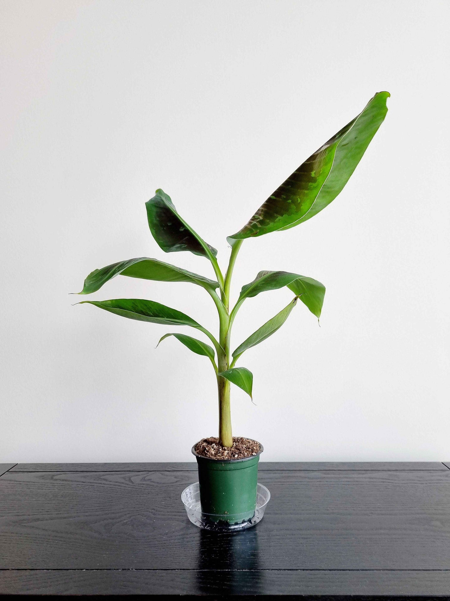Dwarf Banana Plant