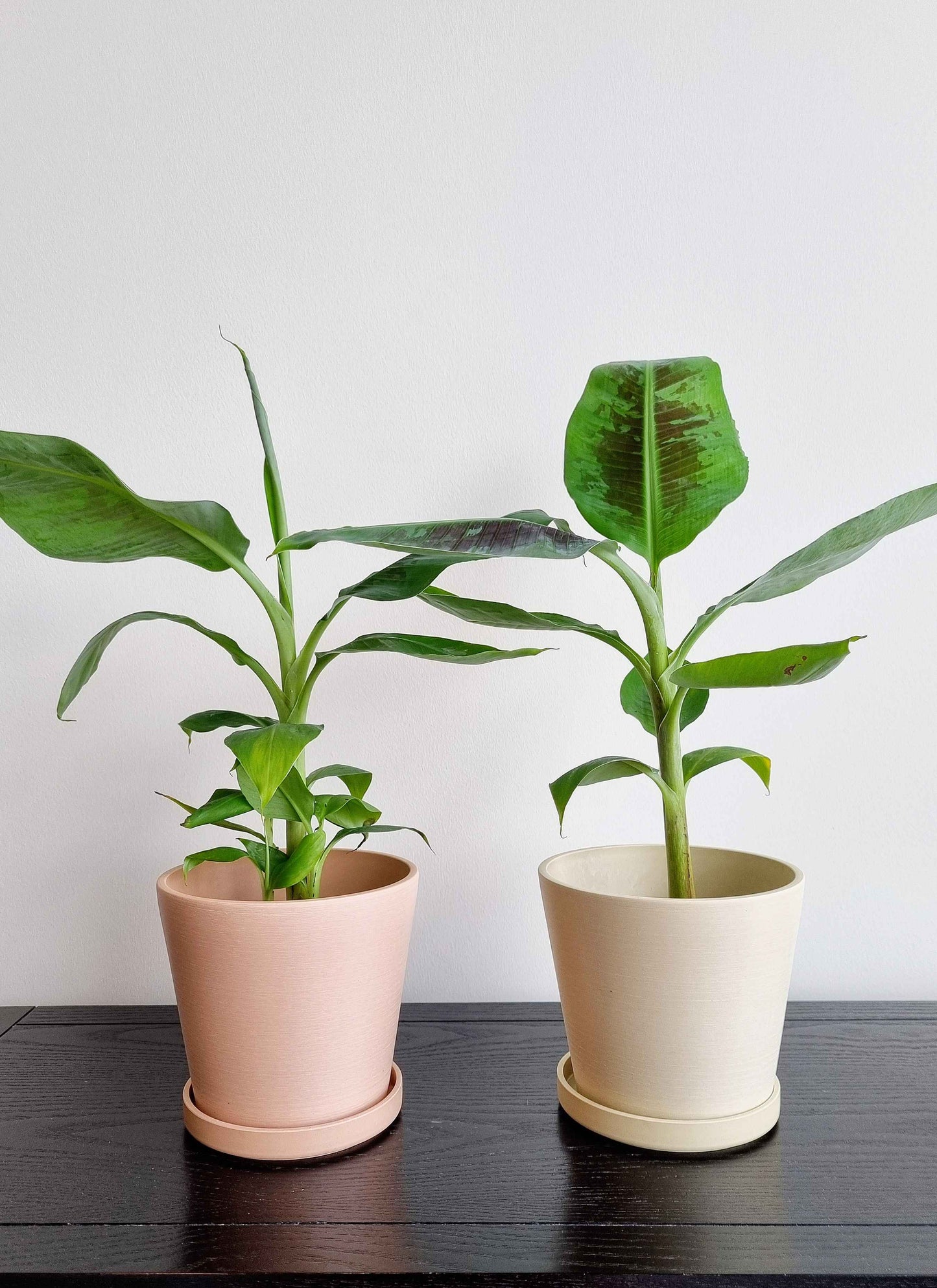 Dwarf Banana Plant