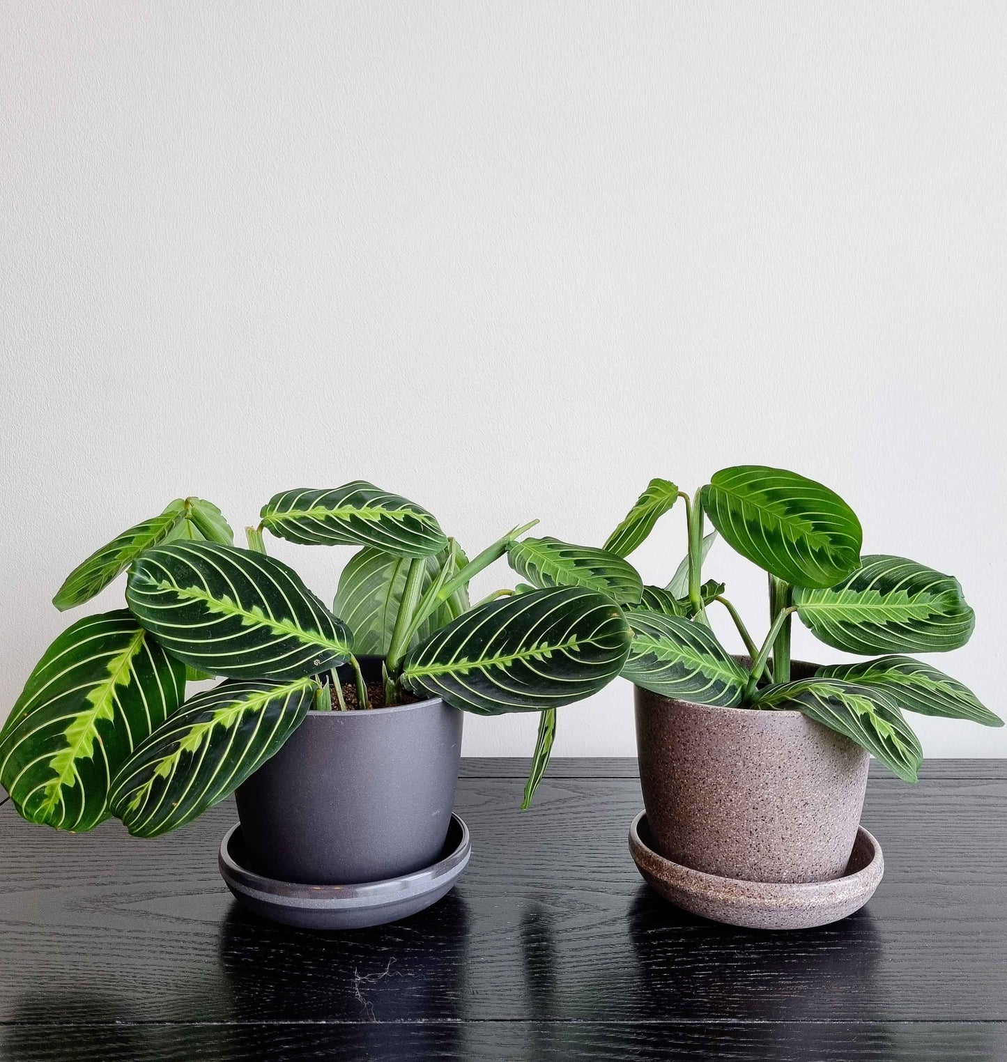 Maranta Prayer