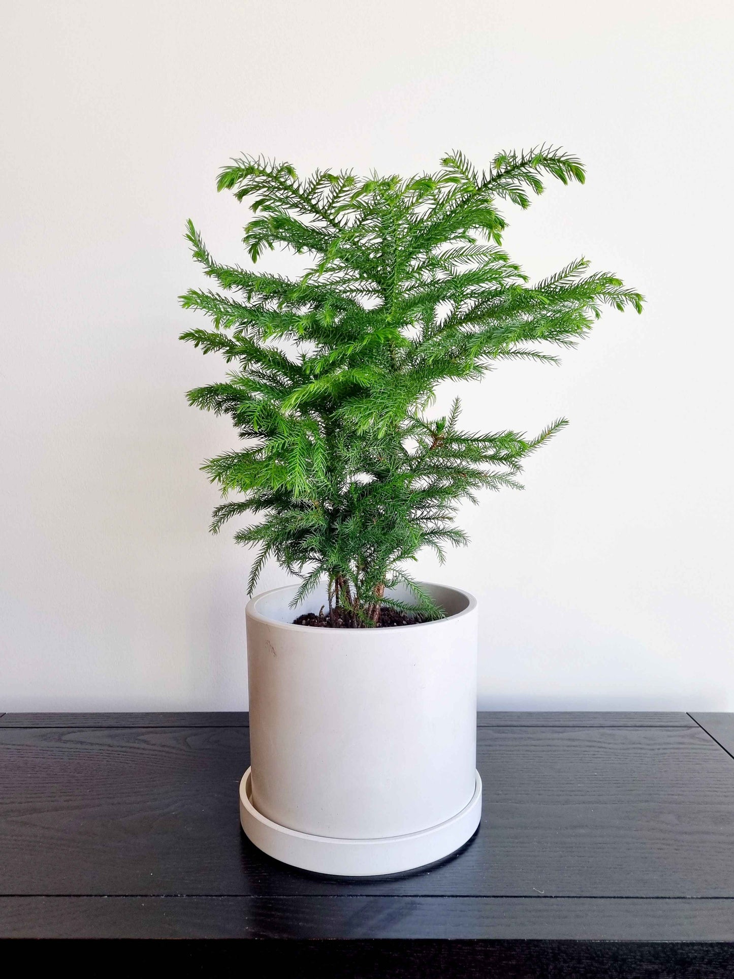 Norfolk Island Pine
