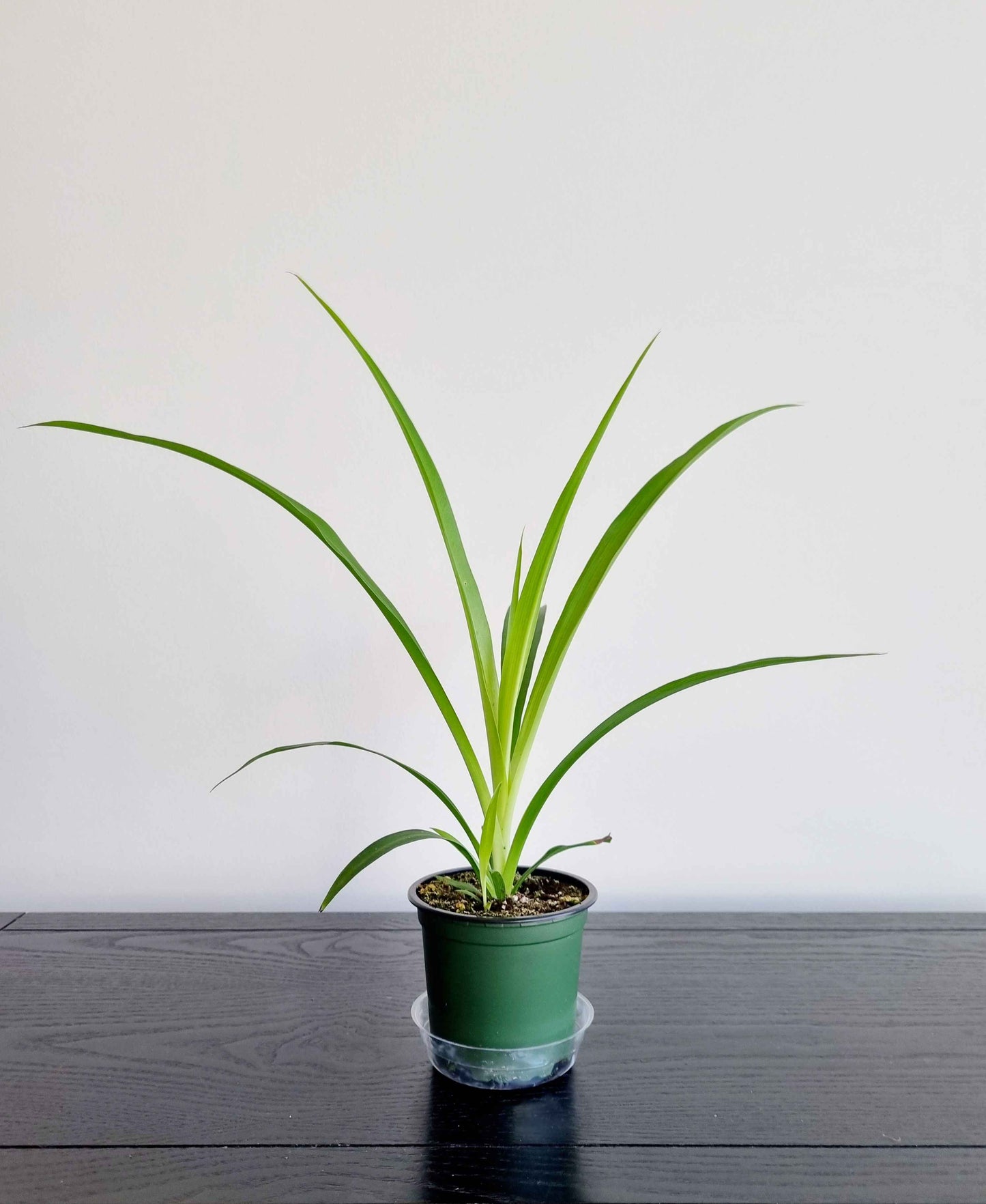 Spider Plant