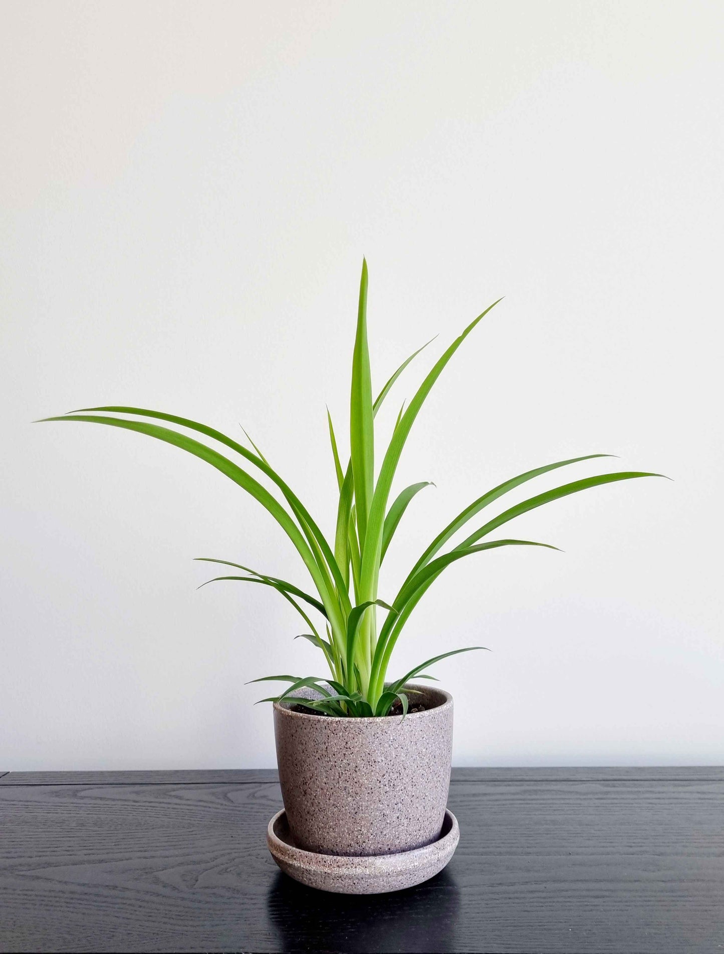 Spider Plant