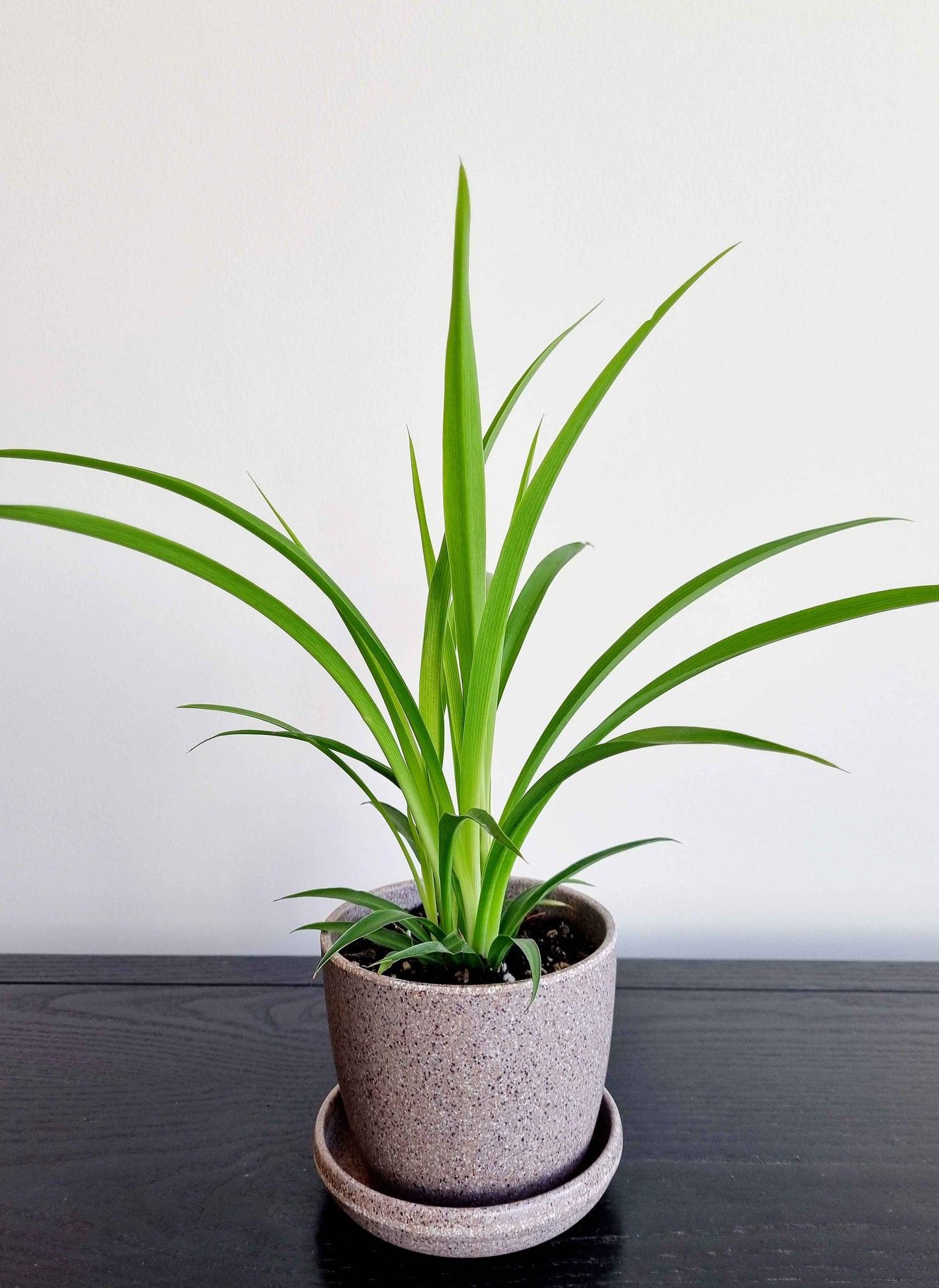 Spider Plant