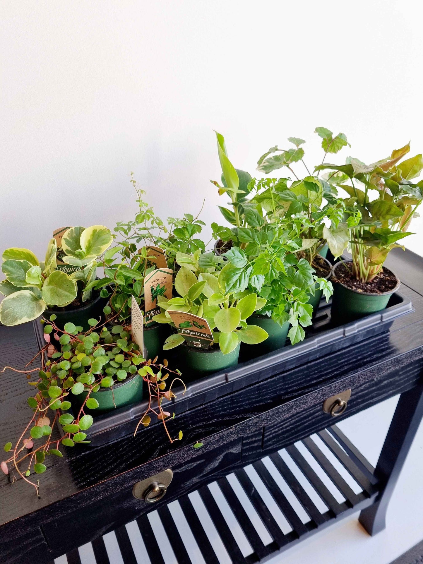 Assorted Indoor Plants