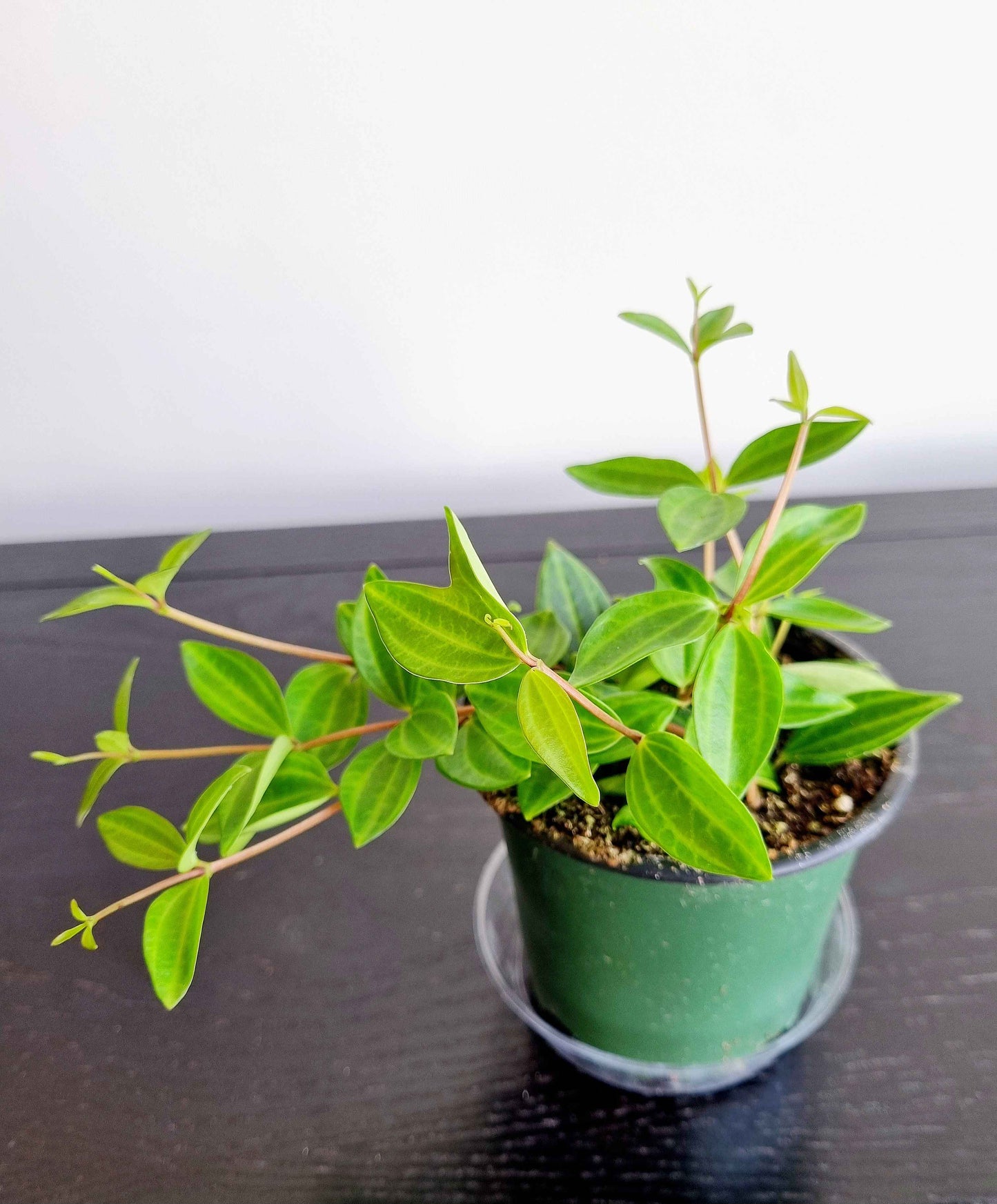 Assorted Indoor Plants