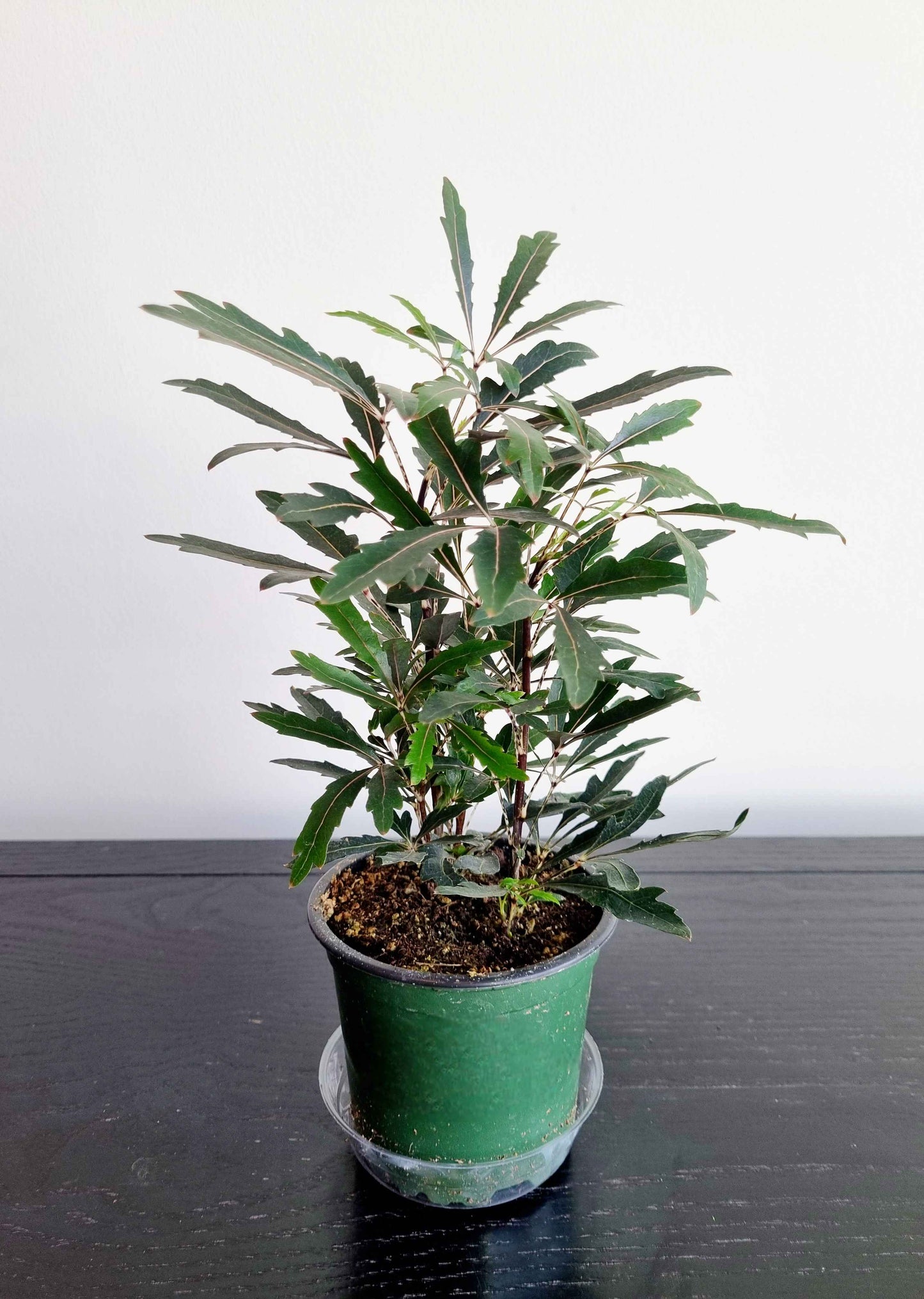 Assorted Indoor Plants