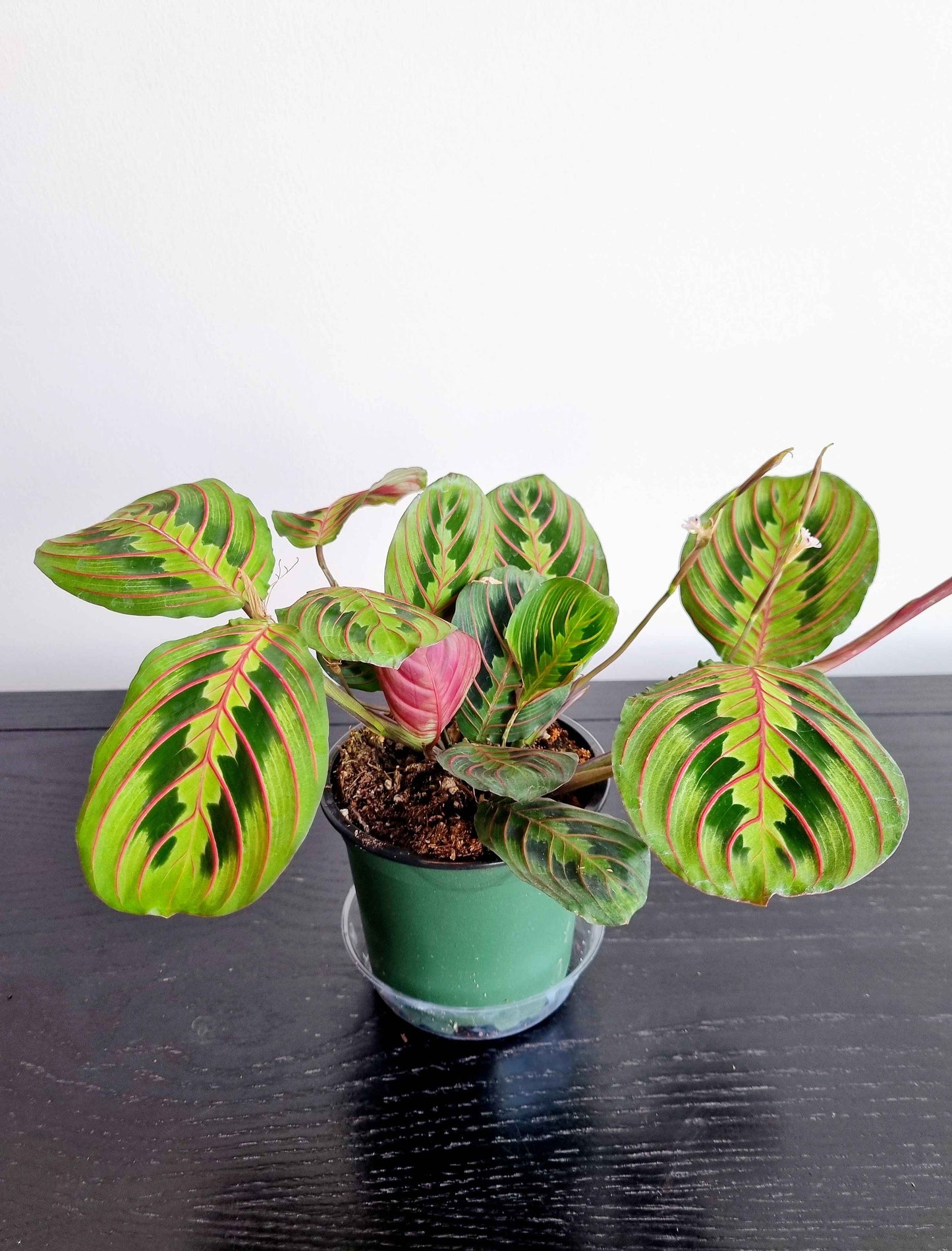 Assorted Indoor Plants