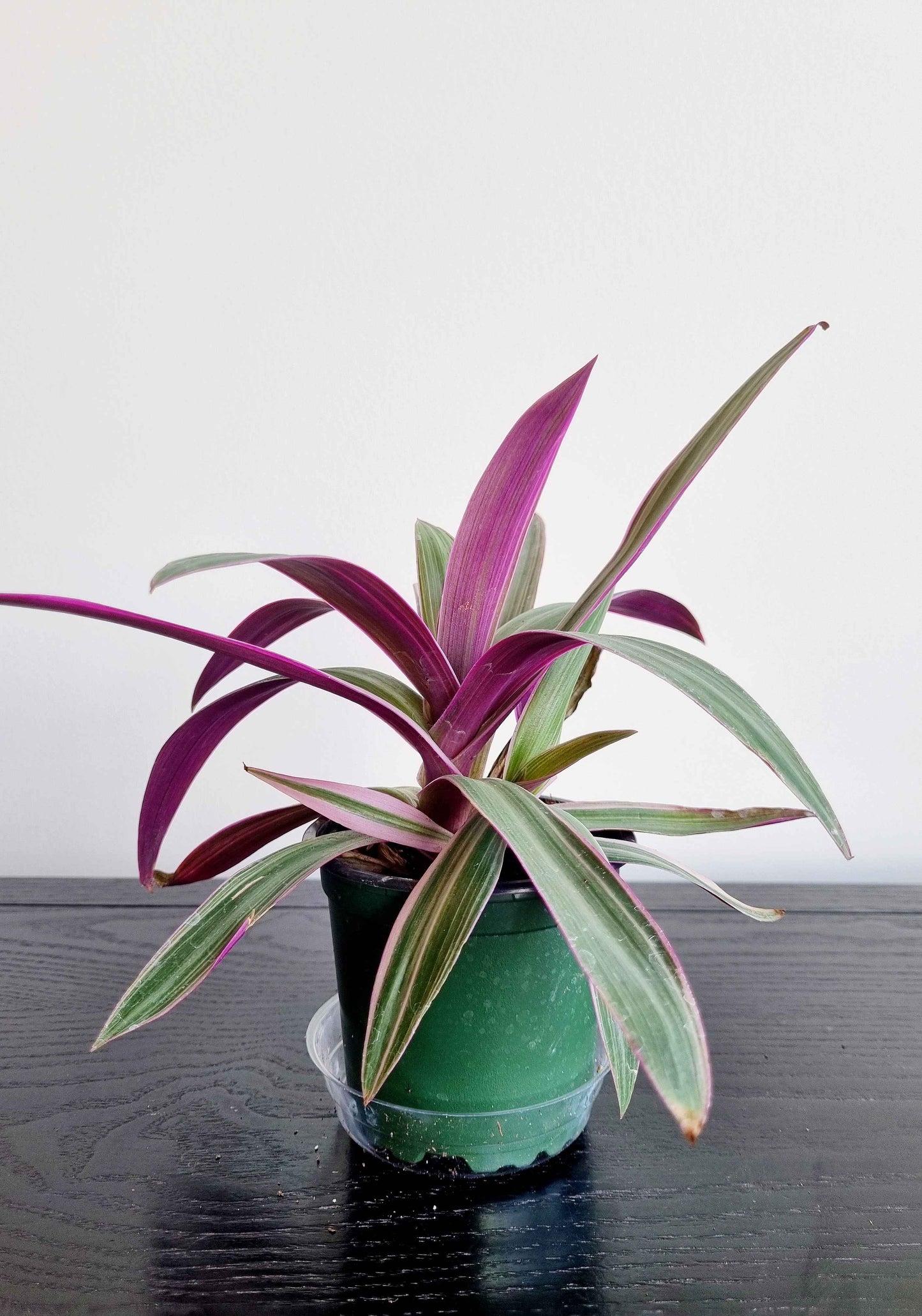 Assorted Indoor Plants