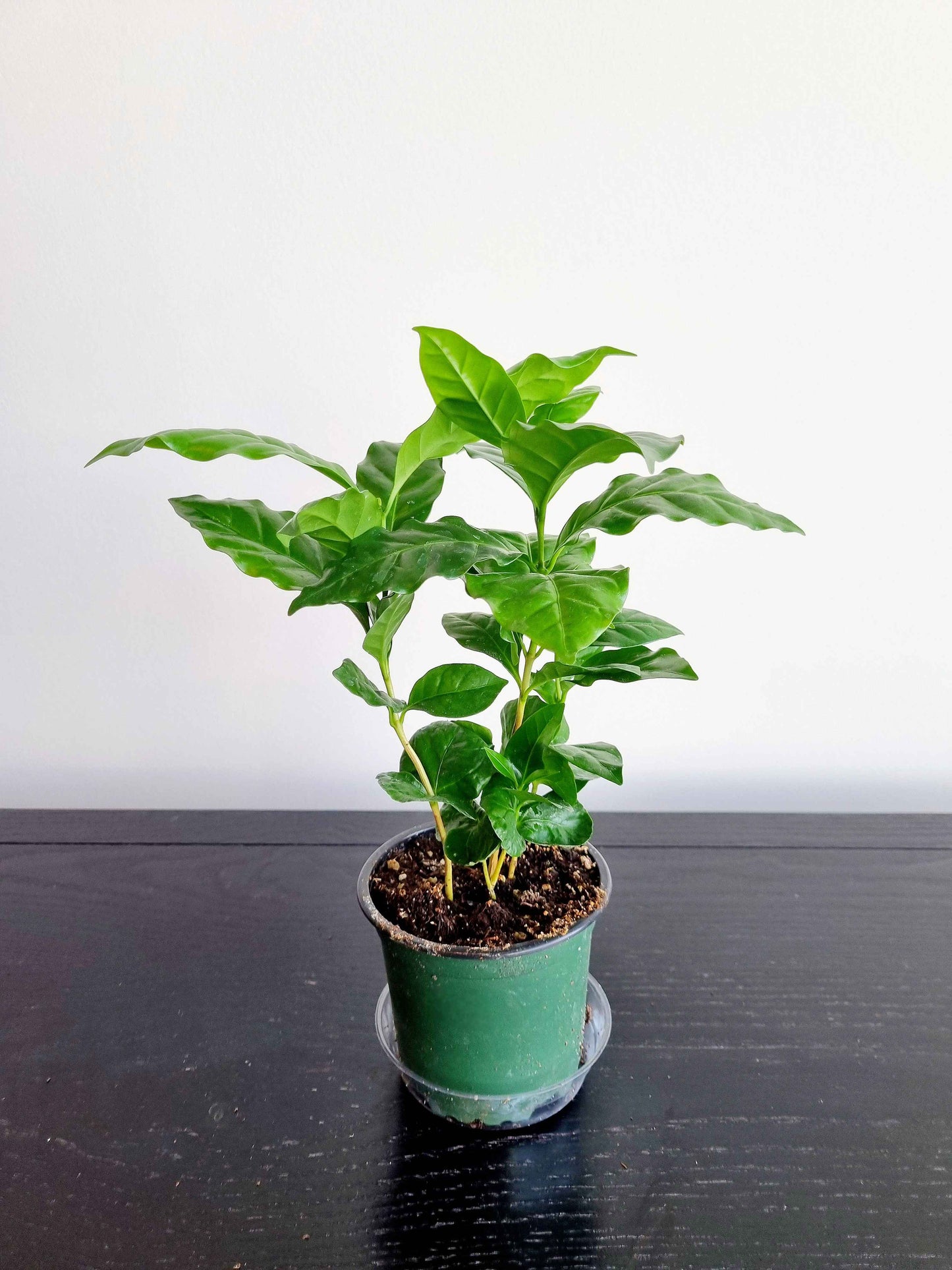 Assorted Indoor Plants
