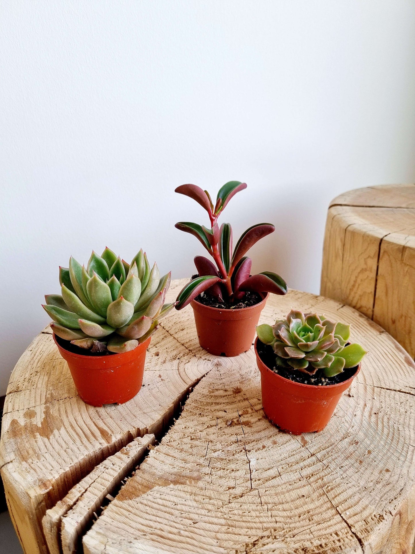 Succulents - Assorted