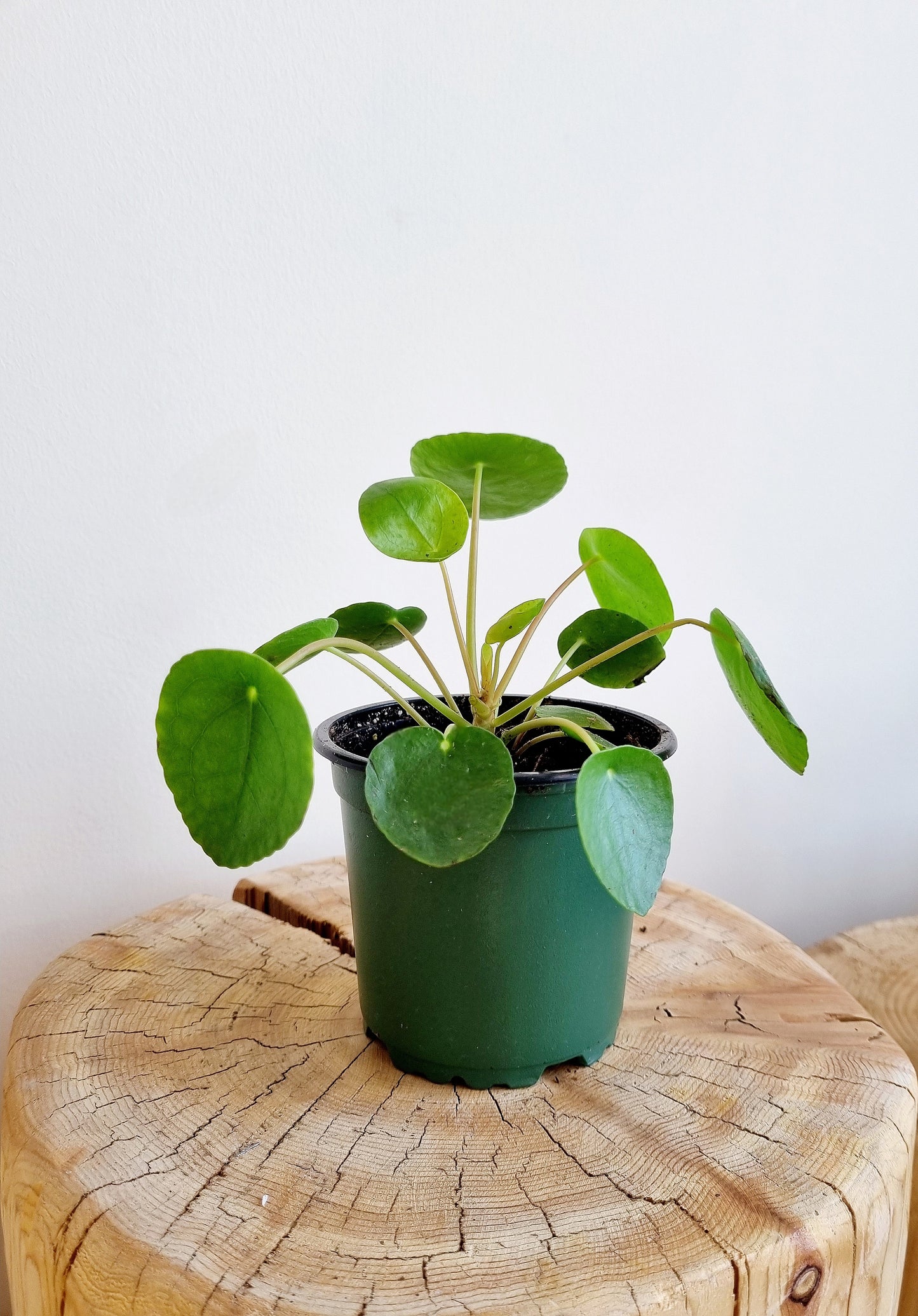 Pilea Peperomiodes