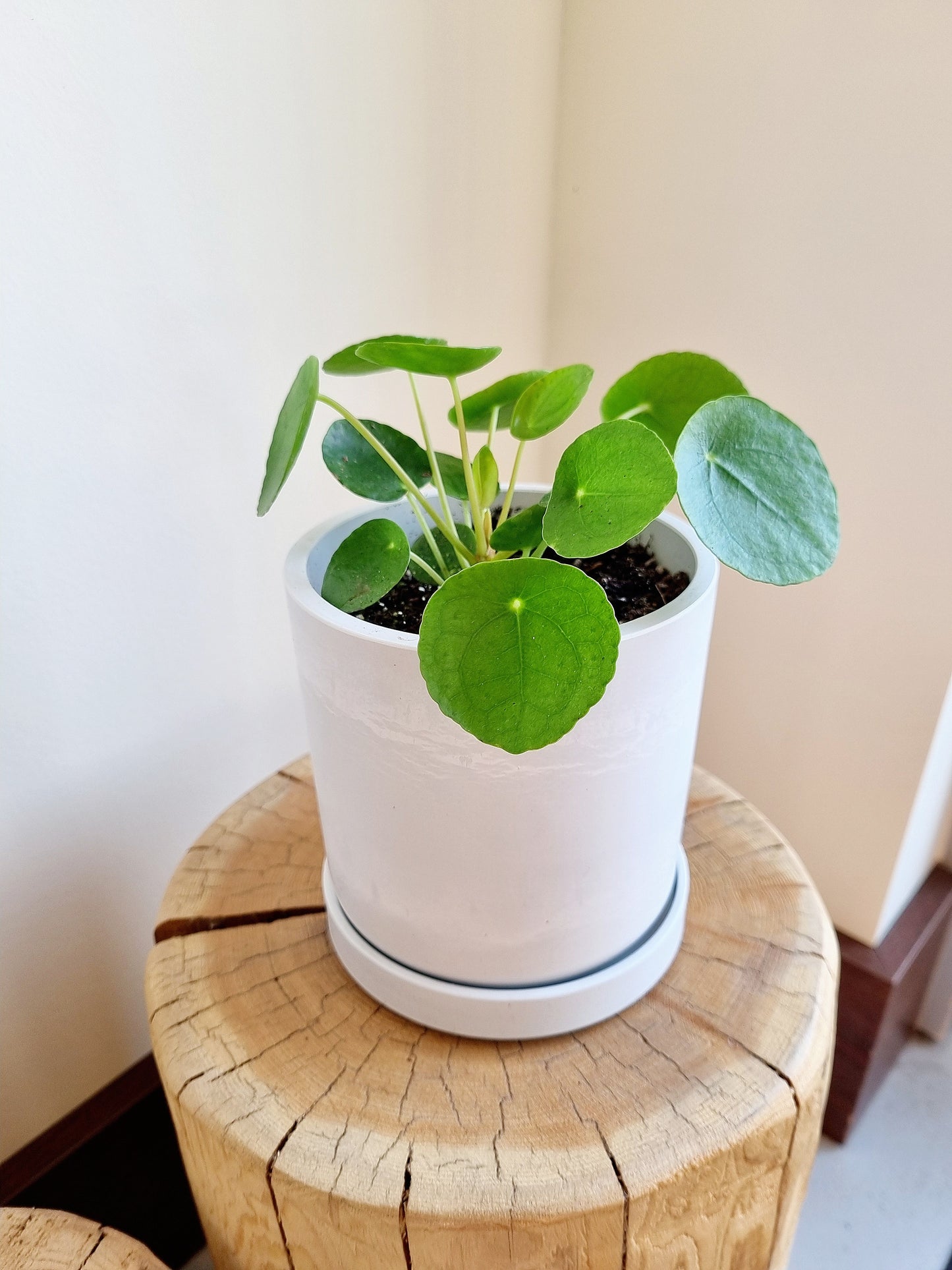 Pilea Peperomiodes