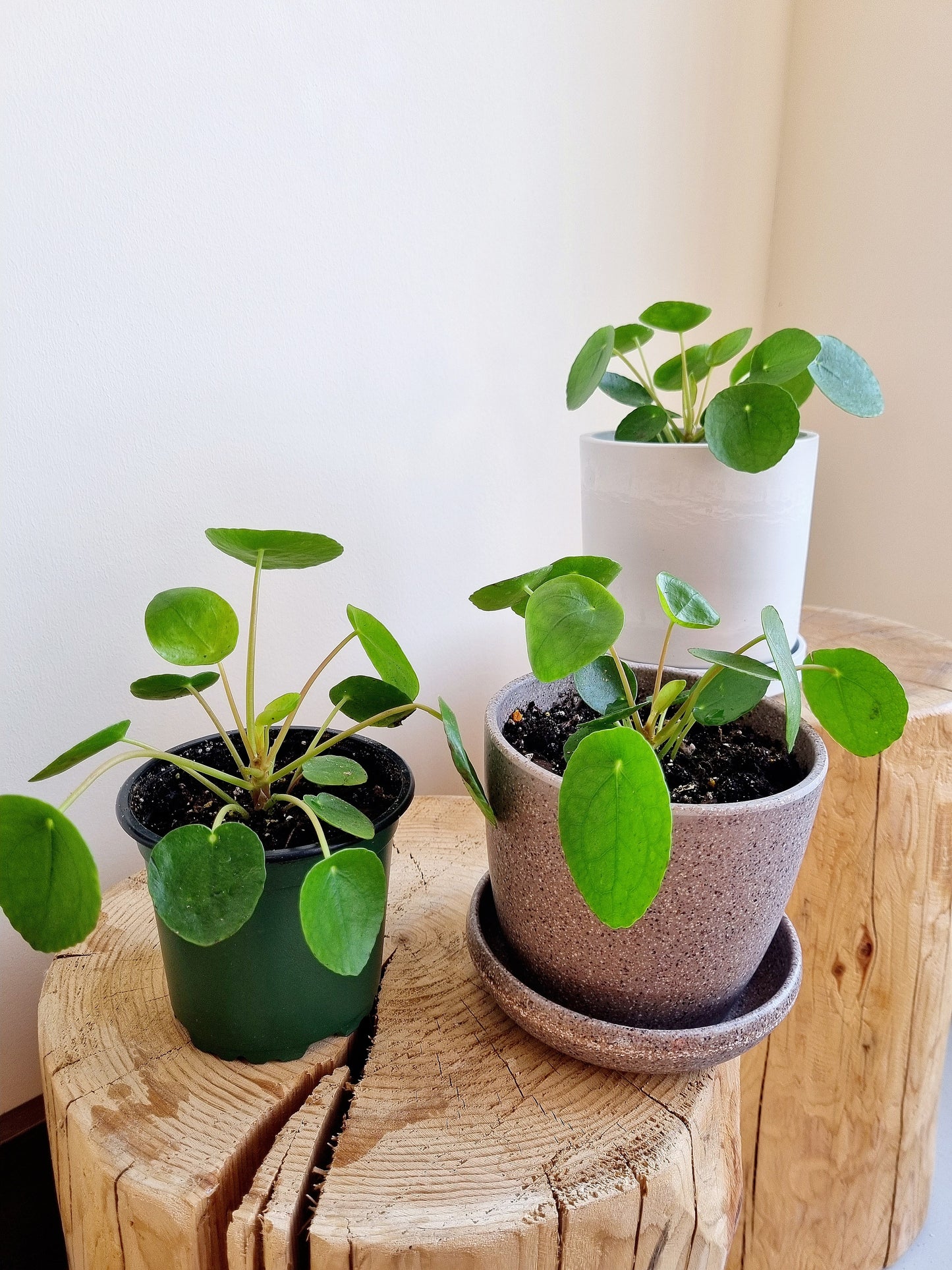 Pilea Peperomiodes