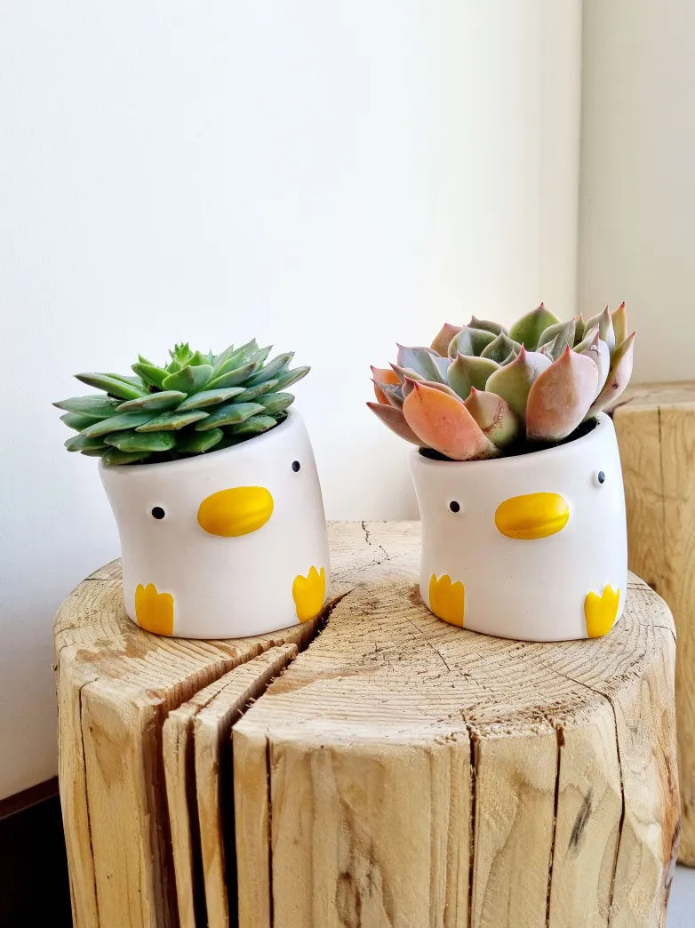 Quacky Duck Succulent Planter