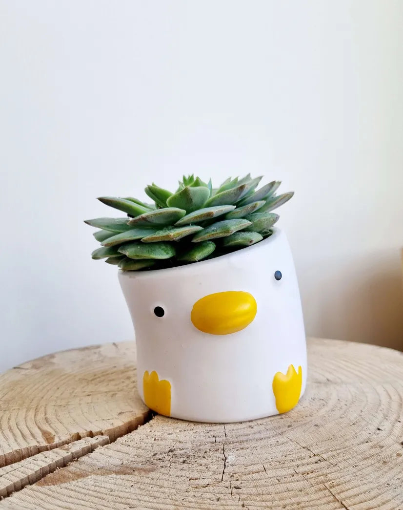 Quacky Duck Succulent Planter