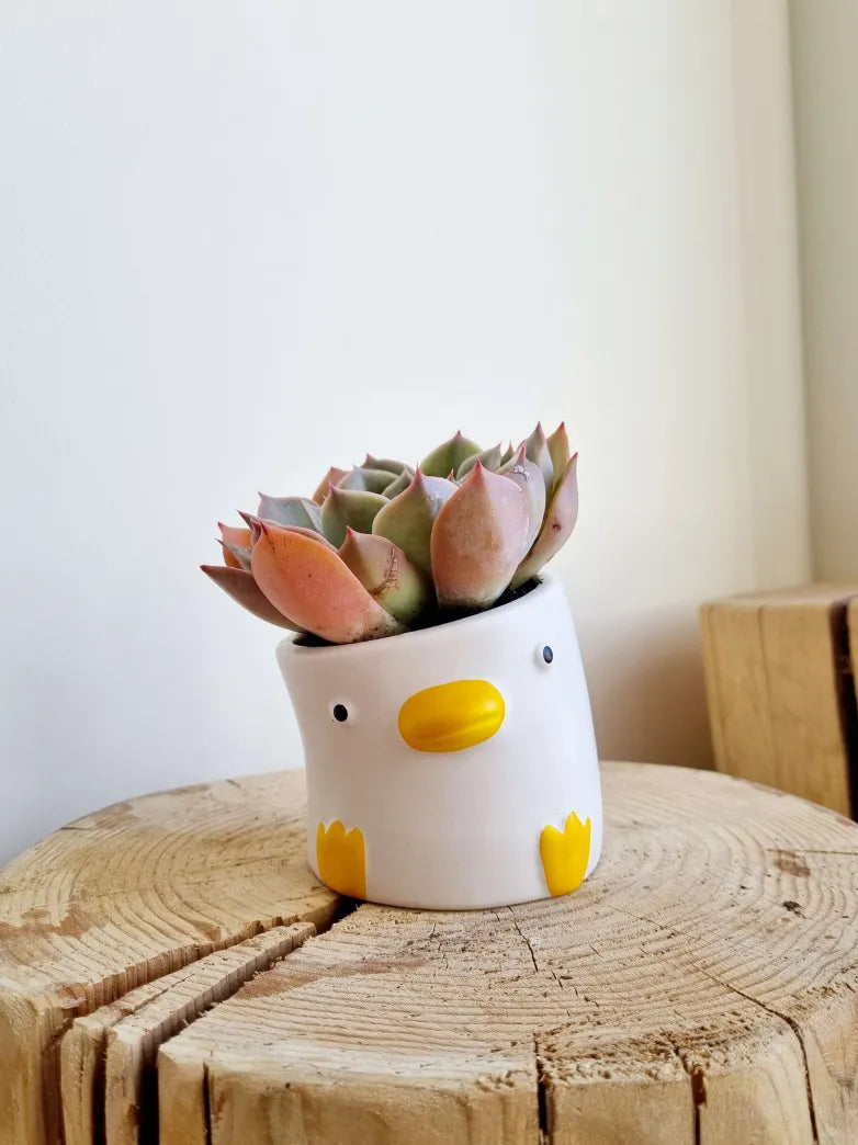 Quacky Duck Succulent Planter