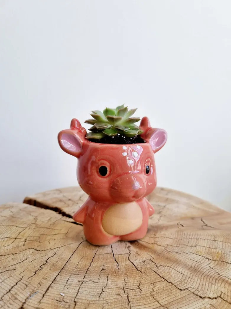 Cosmic Dragon Succulent Planter