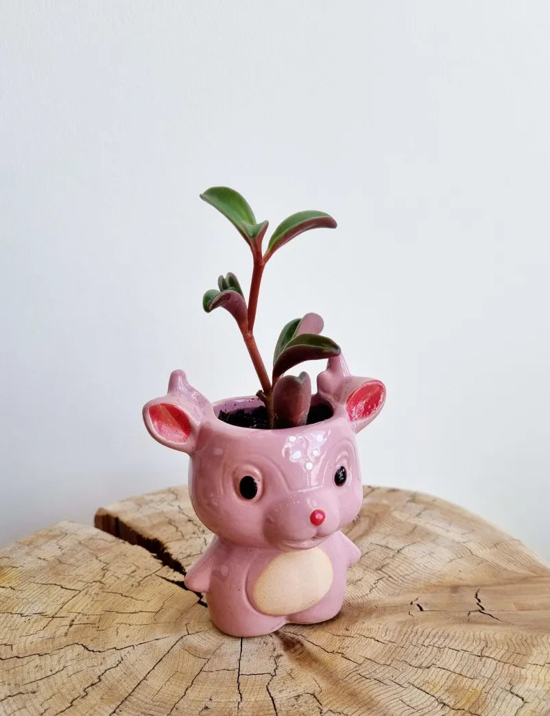 Cosmic Dragon Succulent Planter
