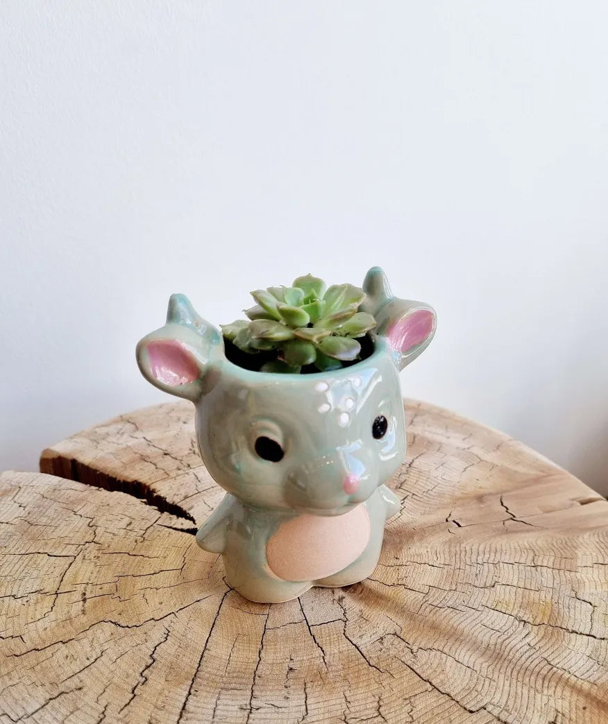Cosmic Dragon Succulent Planter