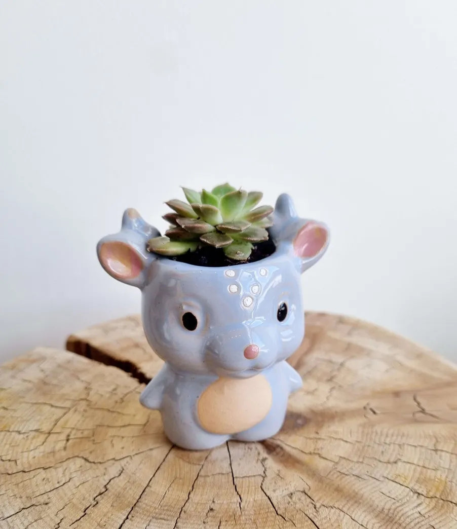 Cosmic Dragon Succulent Planter