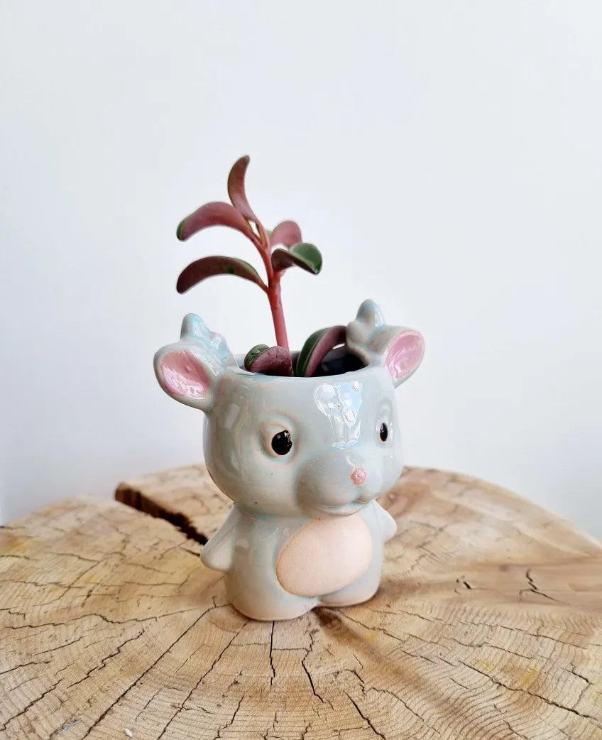 Cosmic Dragon Succulent Planter