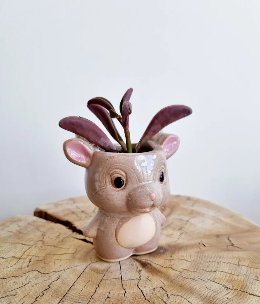 Cosmic Dragon Succulent Planter