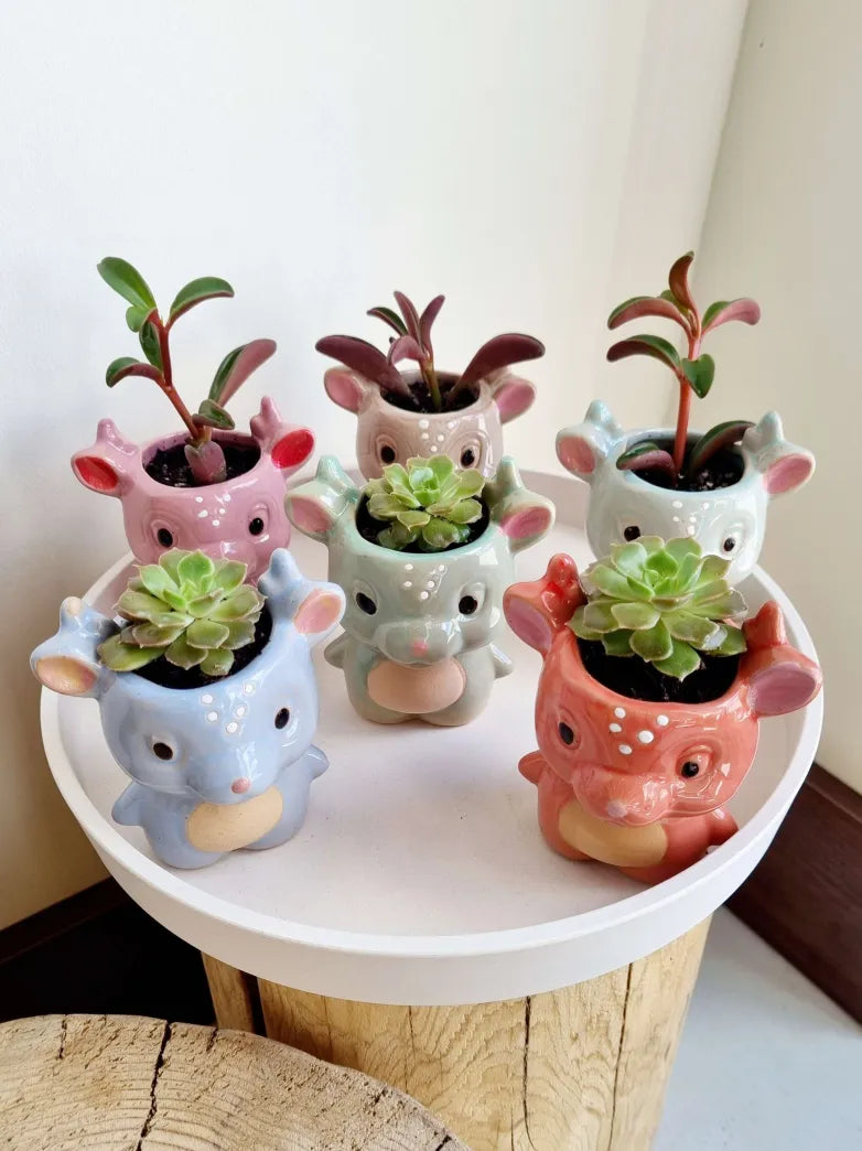Cosmic Dragon Succulent Planter