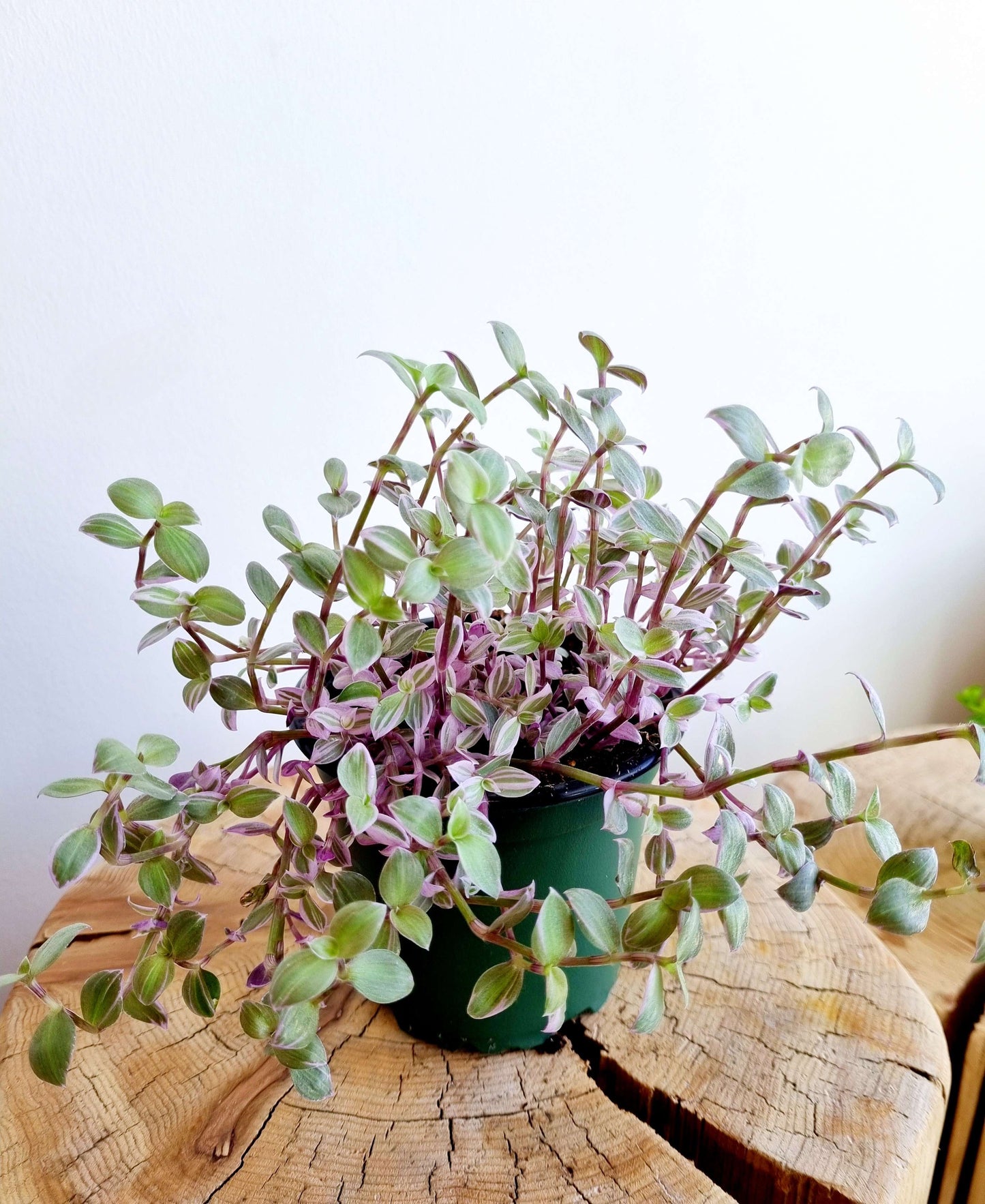 Callisia Pink
