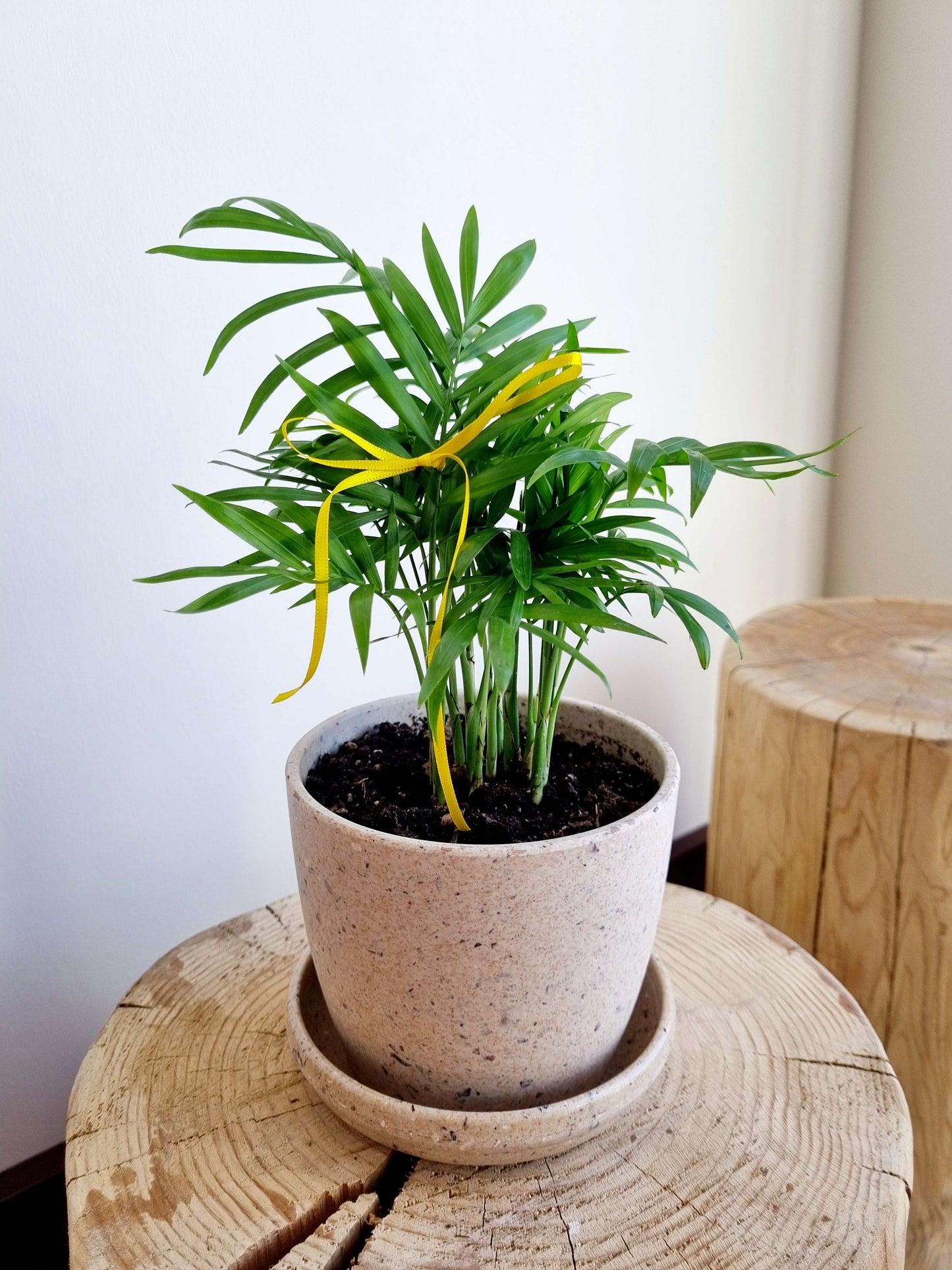 Parlour Palm (Bella)
