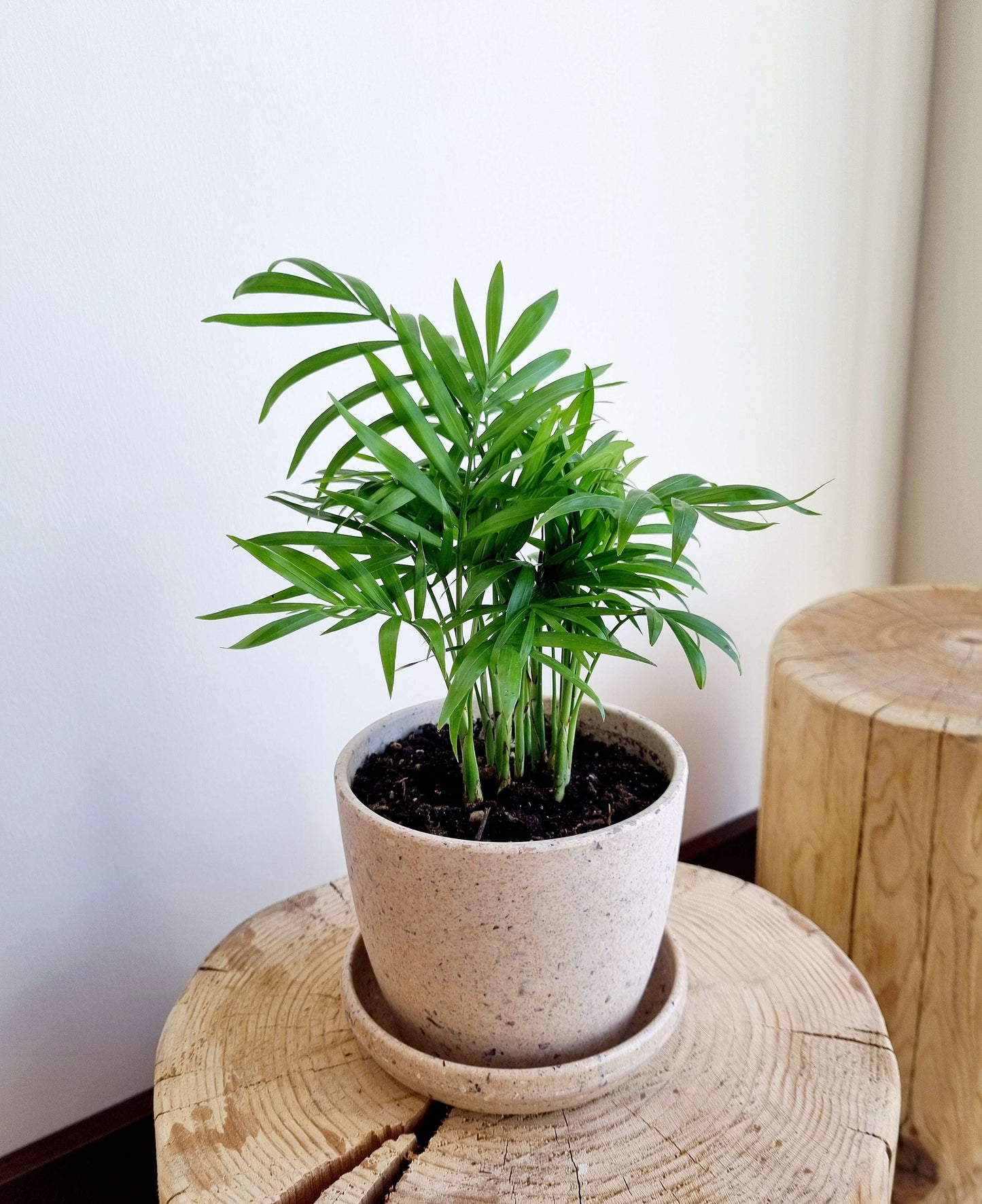Parlour Palm (Bella)